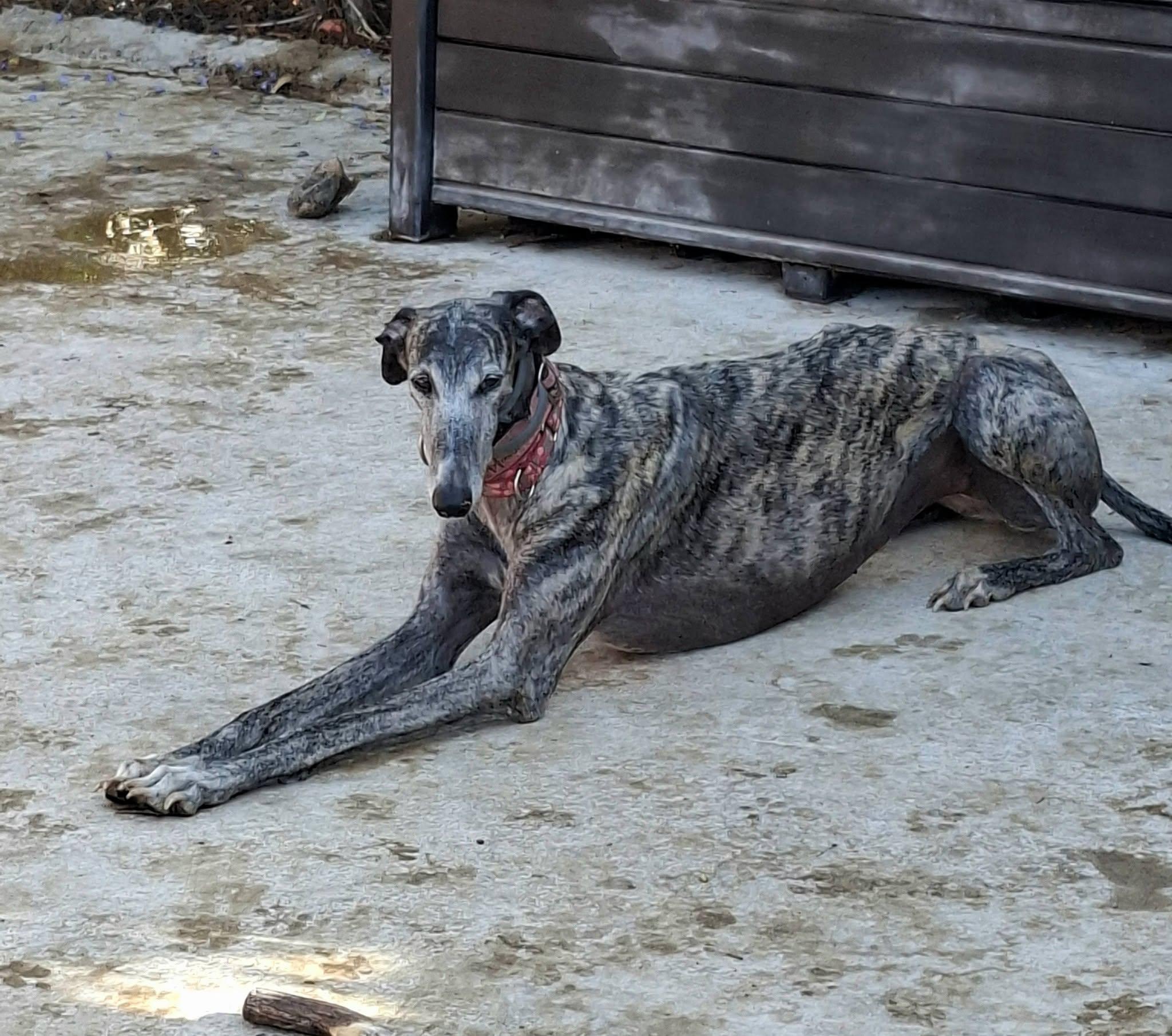 Enlarge Bluejay, a Adoptable Galgo Spanish Greyhound in Winter Park, FL image 3/3