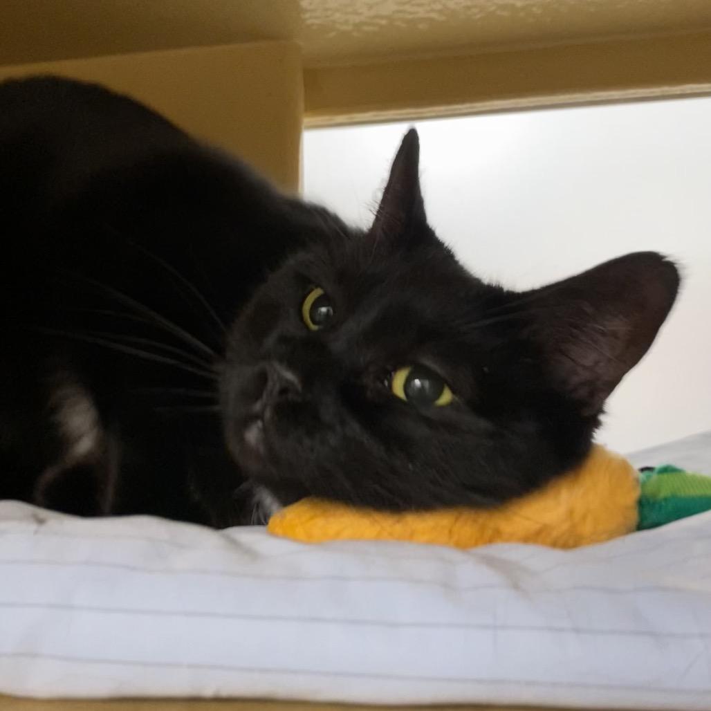 Enlarge Vera Lynn, a Adoptable Domestic Medium Hair in Spokane, WA image 1/5