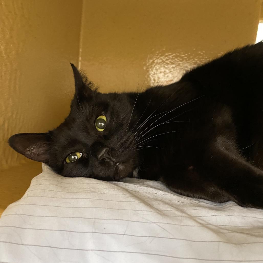 Enlarge Vera Lynn, a Adoptable Domestic Medium Hair in Spokane, WA image 3/5