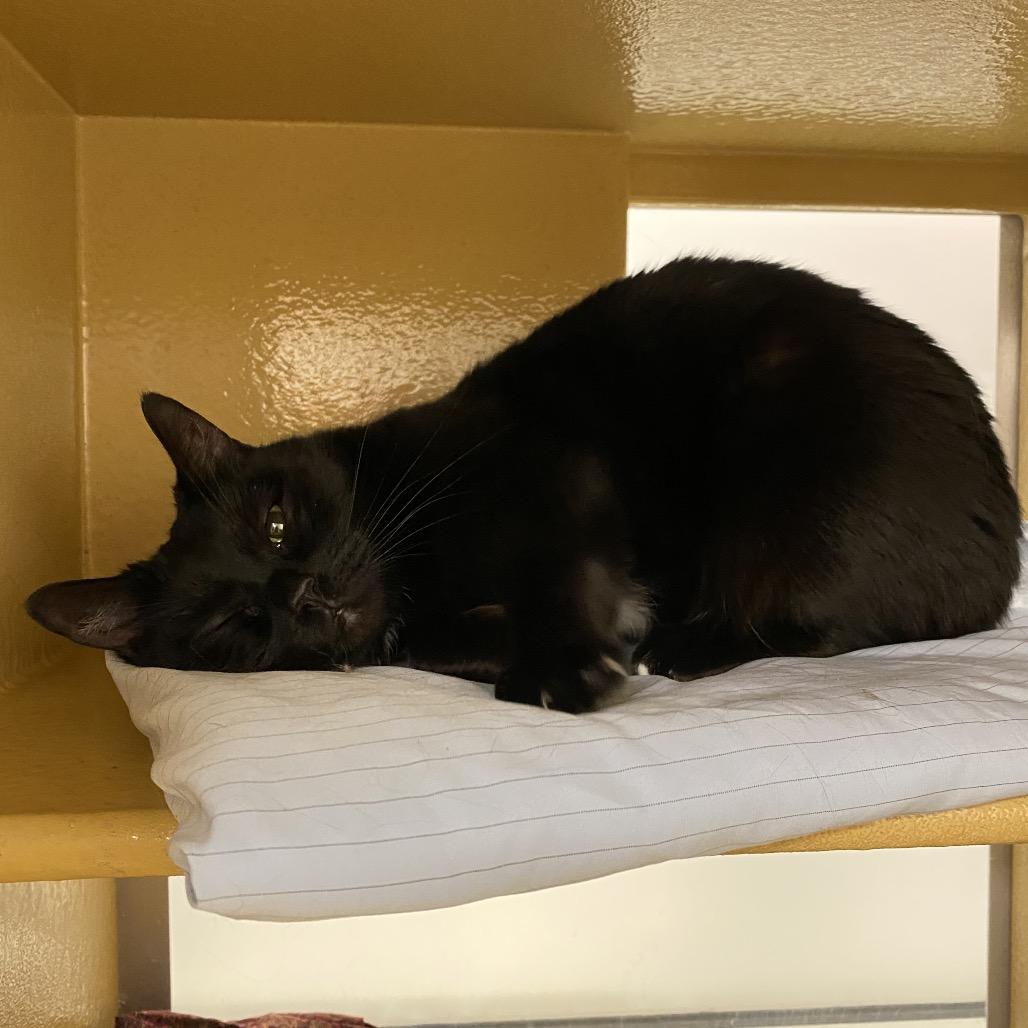 Enlarge Vera Lynn, a Adoptable Domestic Medium Hair in Spokane, WA image 4/5