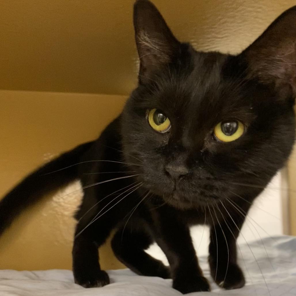 Enlarge Vera Lynn, a Adoptable Domestic Medium Hair in Spokane, WA image 5/5