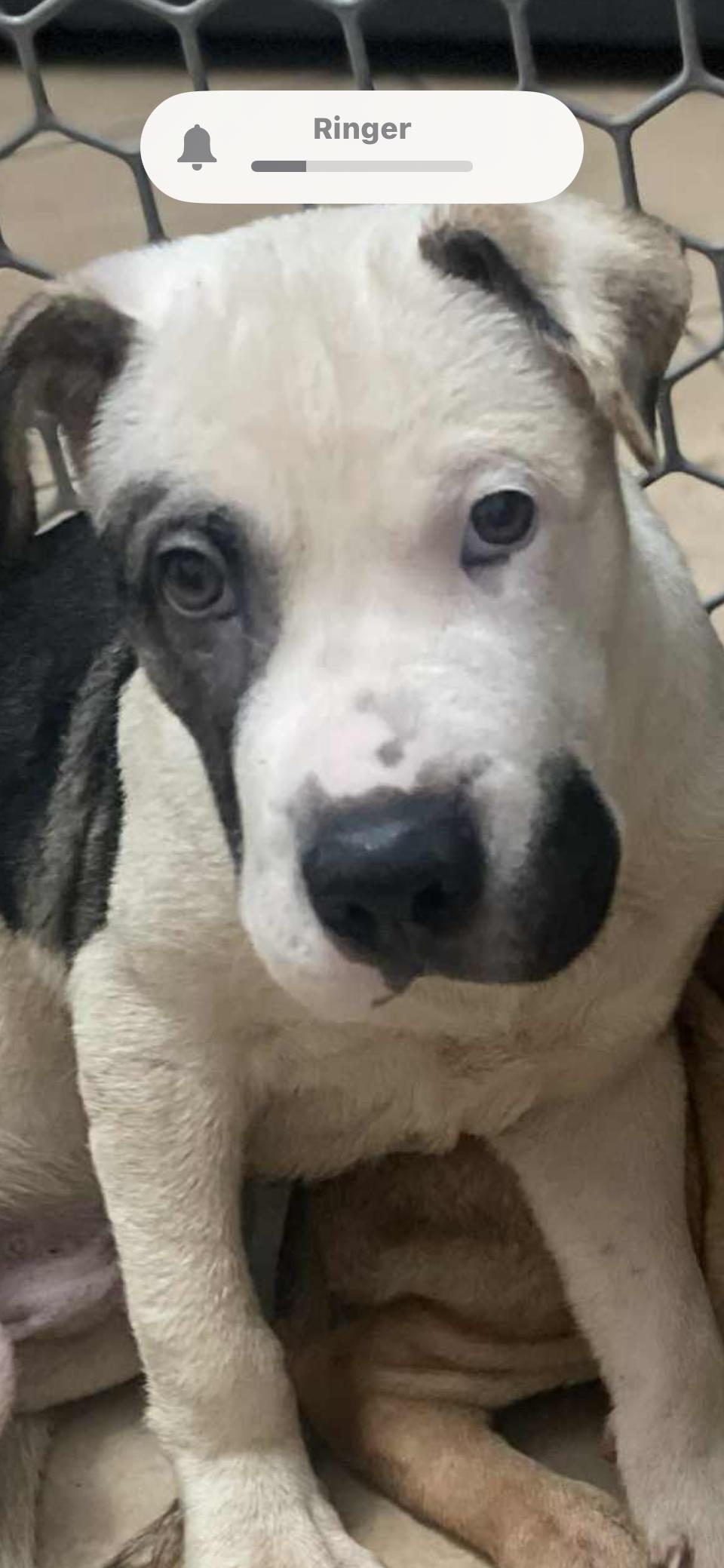 Roman, Adoptable, Puppy Male Shar-Pei.