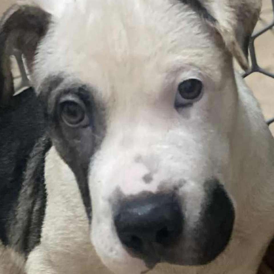 Roman, a Adoptable mixed breed in Warren, NJ image 2/2