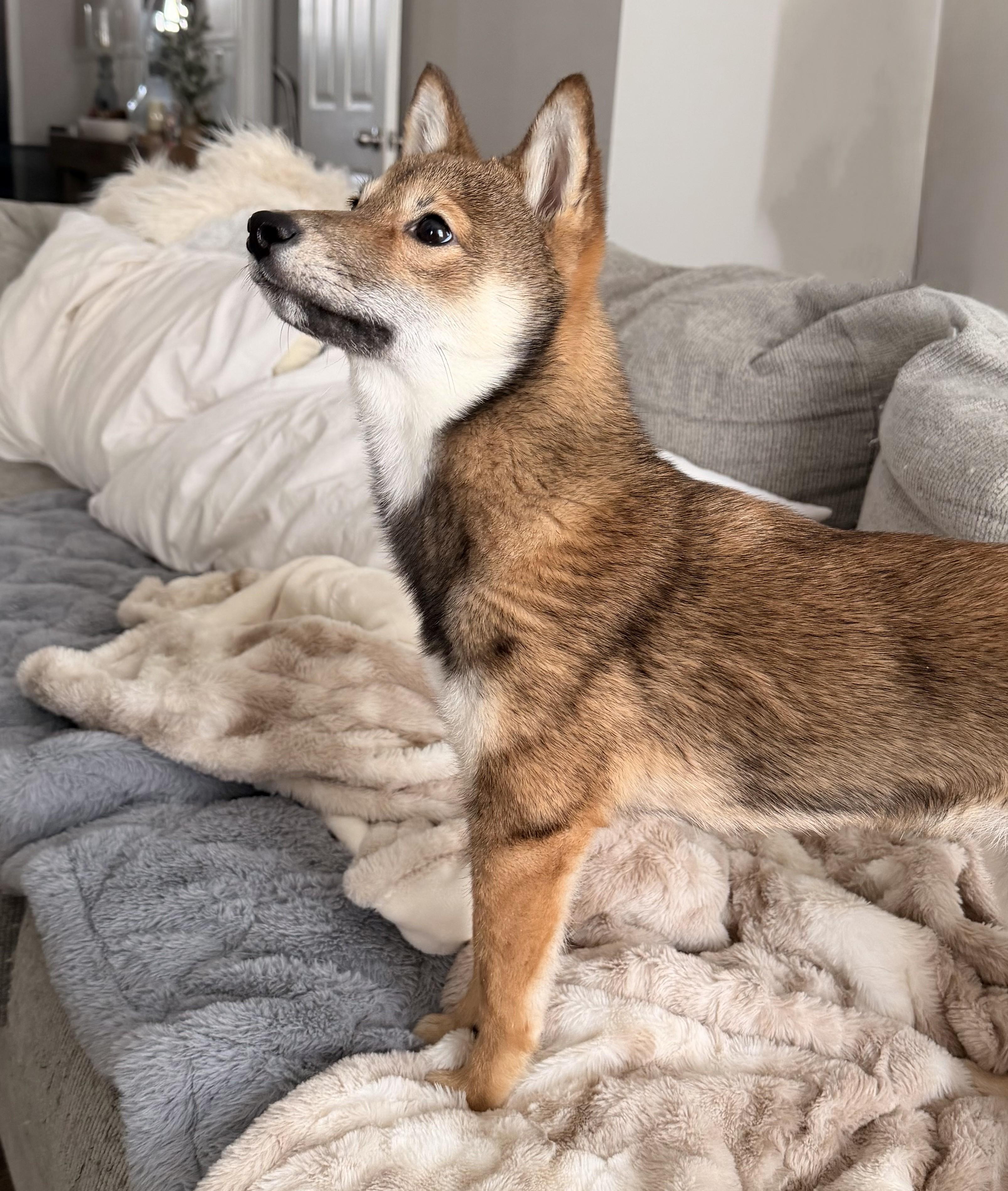 Enlarge Lumi, a ADOPTABLE Shiba Inu in Chicago, IL image 2/5