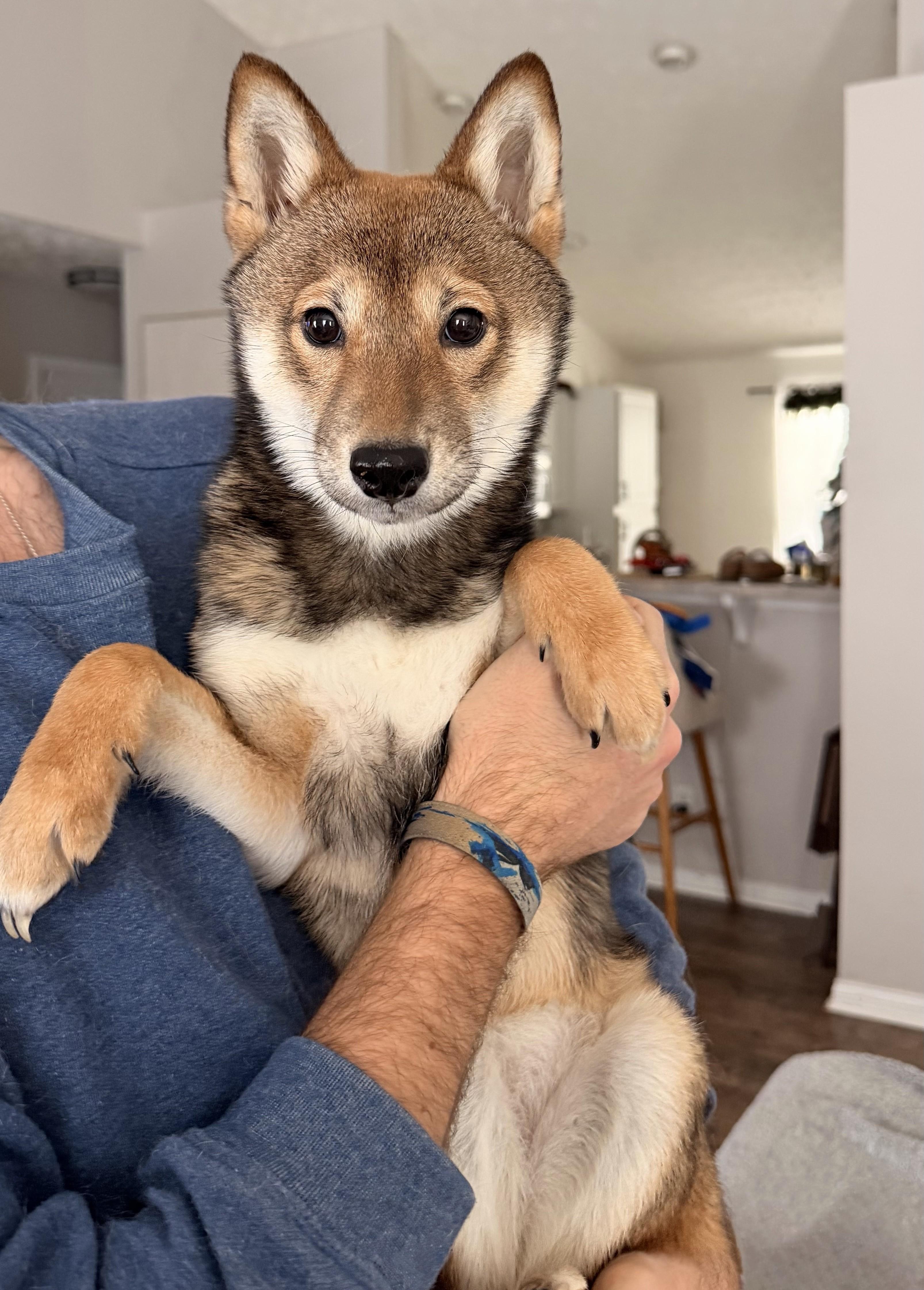 Enlarge Lumi, a ADOPTABLE Shiba Inu in Chicago, IL image 1/5