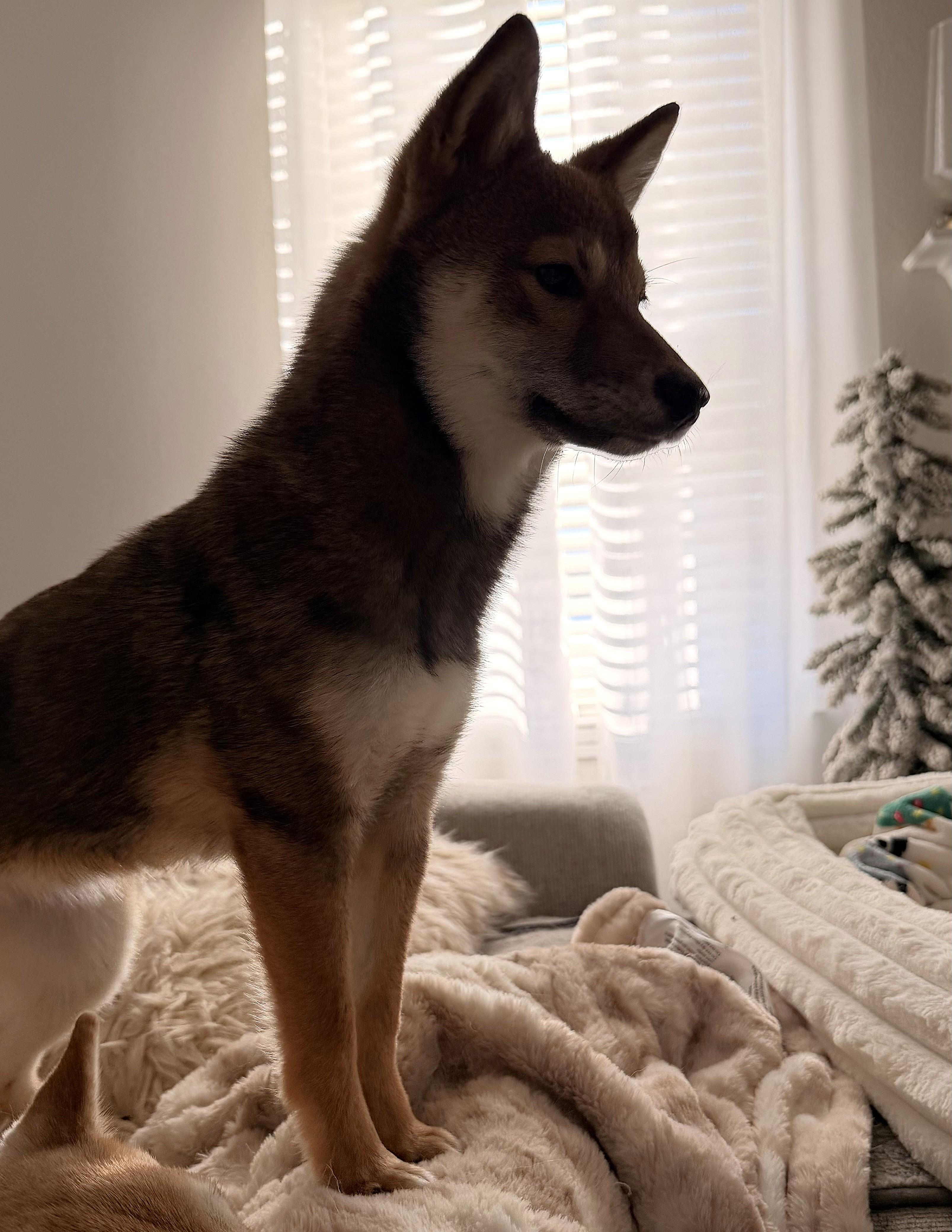 Enlarge Lumi, a ADOPTABLE Shiba Inu in Chicago, IL image 5/5