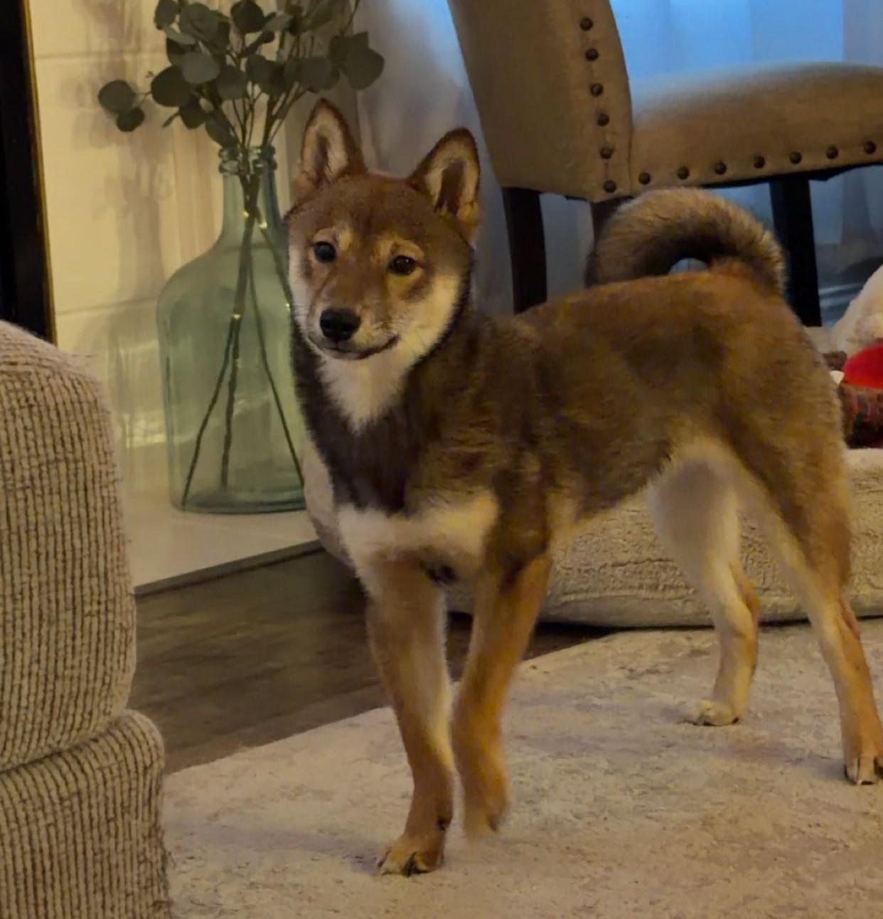 Enlarge Lumi, a ADOPTABLE Shiba Inu in Chicago, IL image 3/5