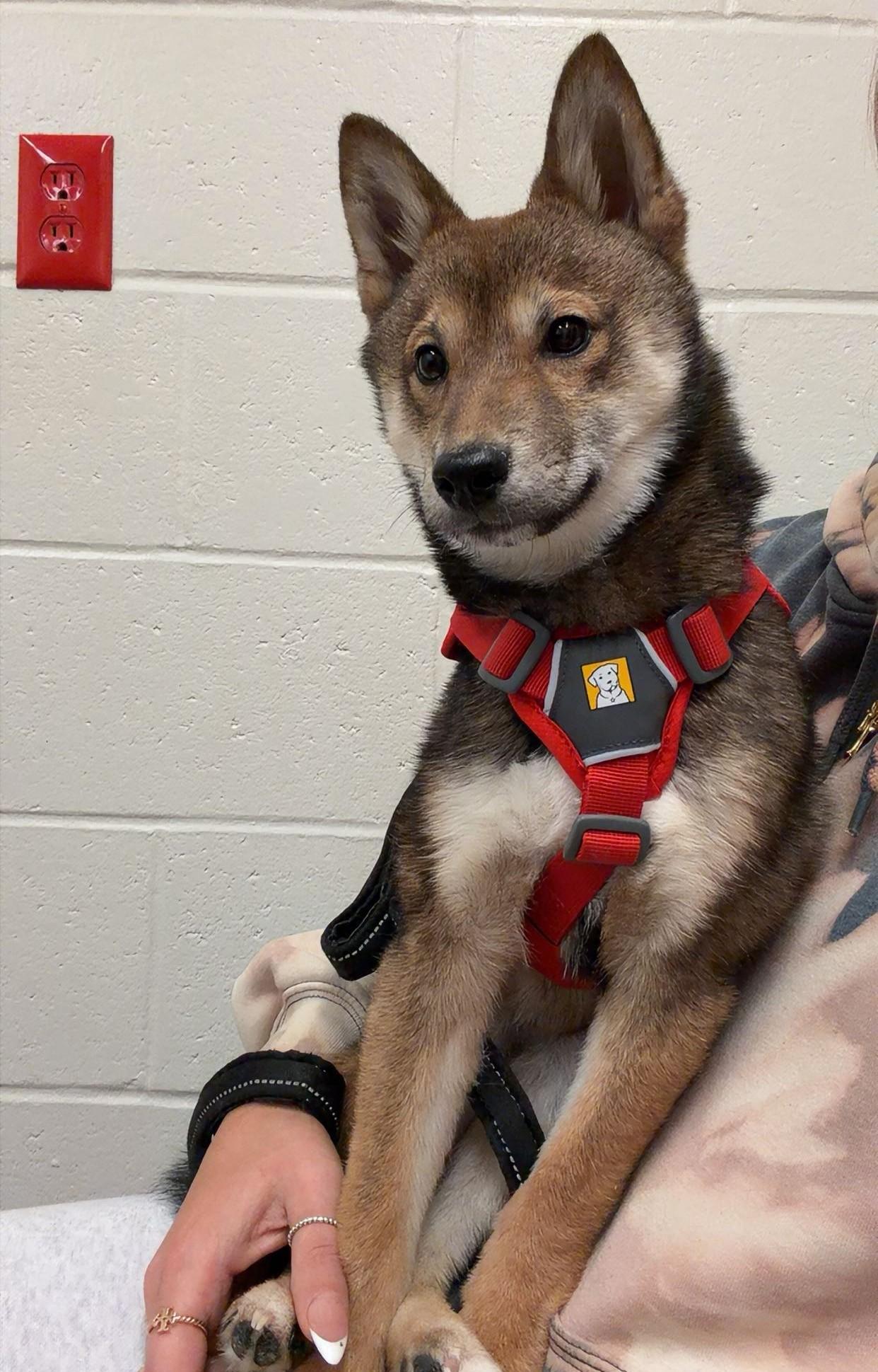 Enlarge Lumi, a ADOPTABLE Shiba Inu in Chicago, IL image 4/5