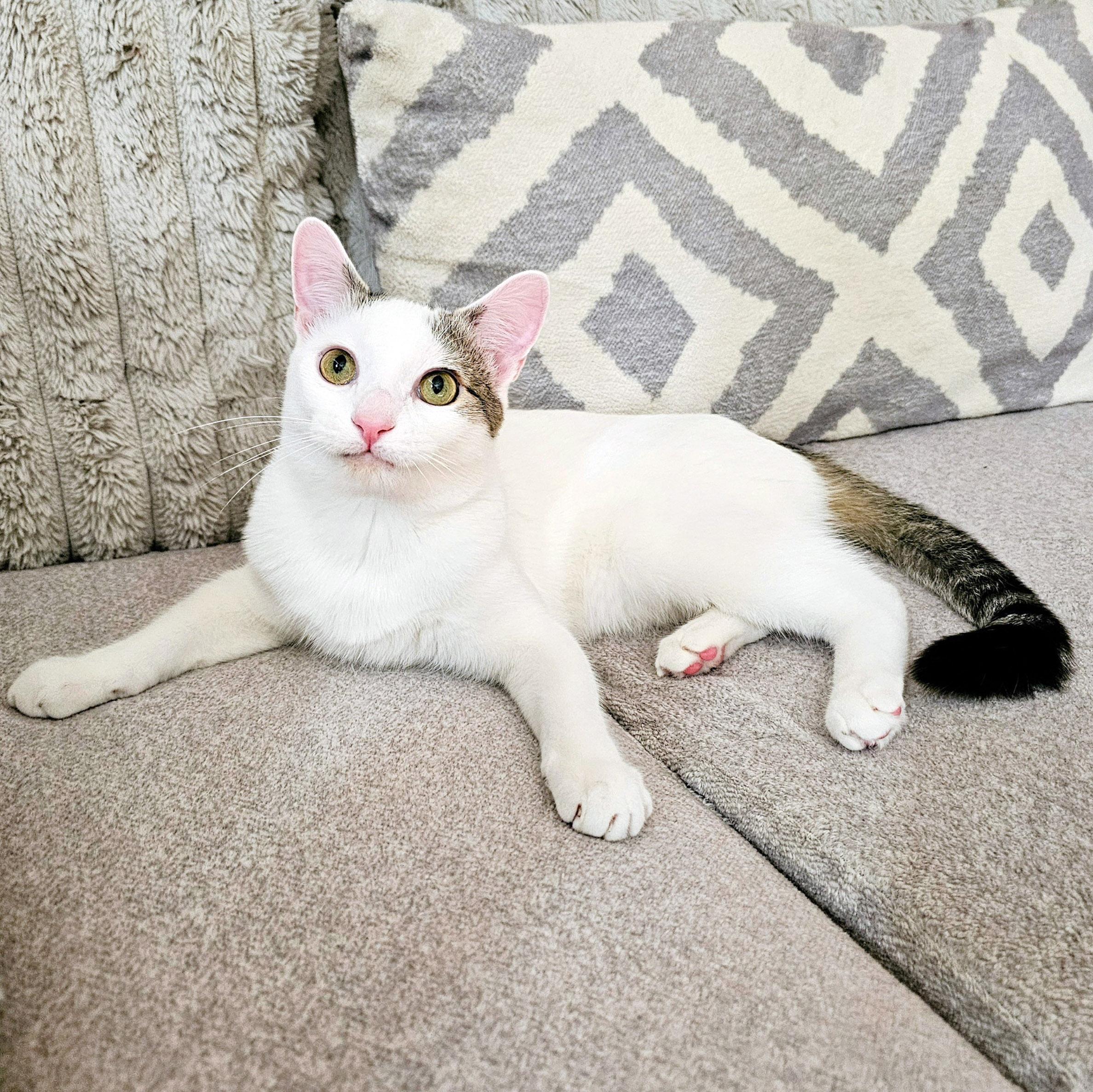 Lucky, ADOPTABLE, Adult Male Domestic Short Hair & Turkish Van.