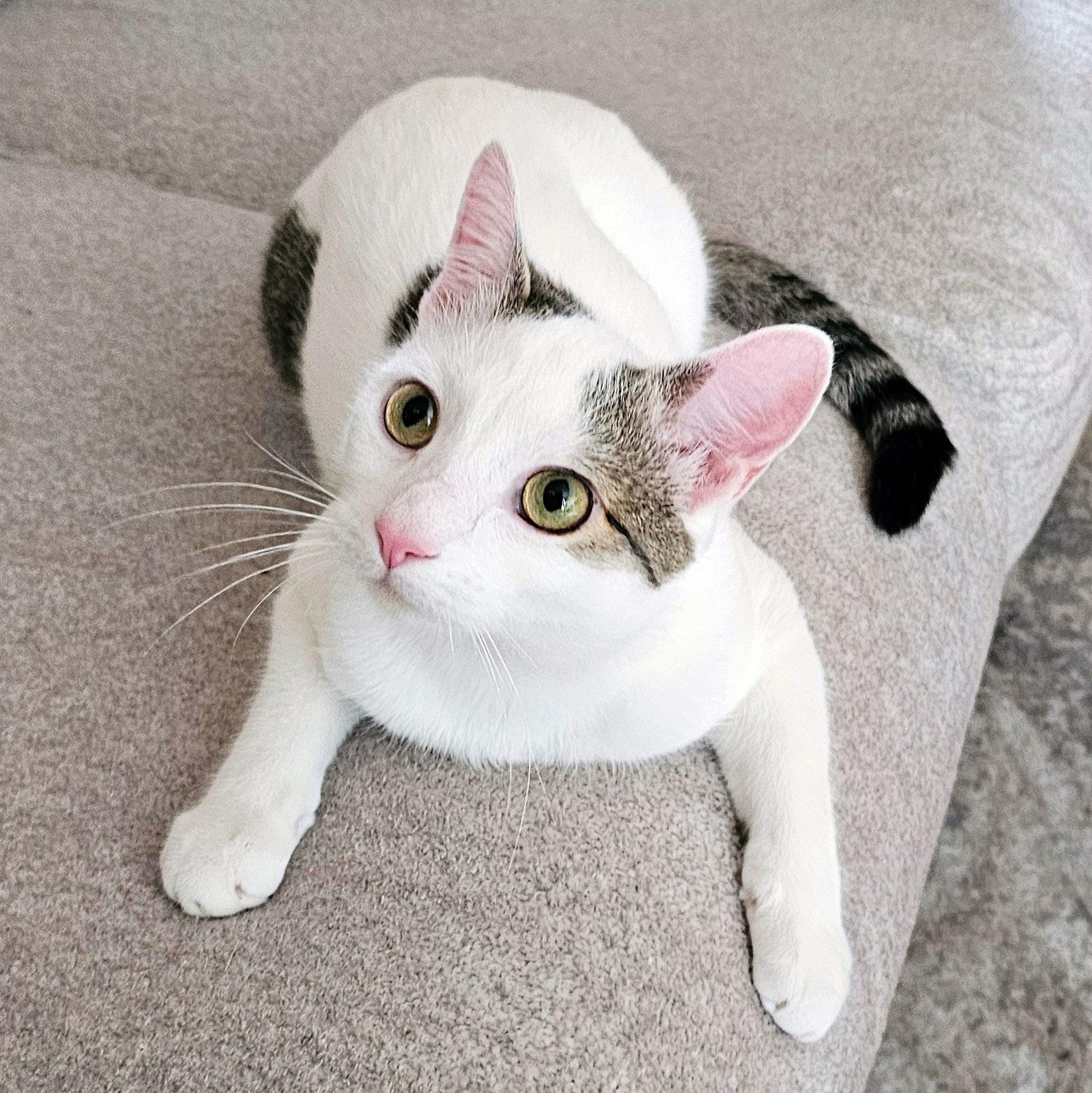 Enlarge Lucky, a ADOPTABLE mixed breed in Chicago, IL image 4/6