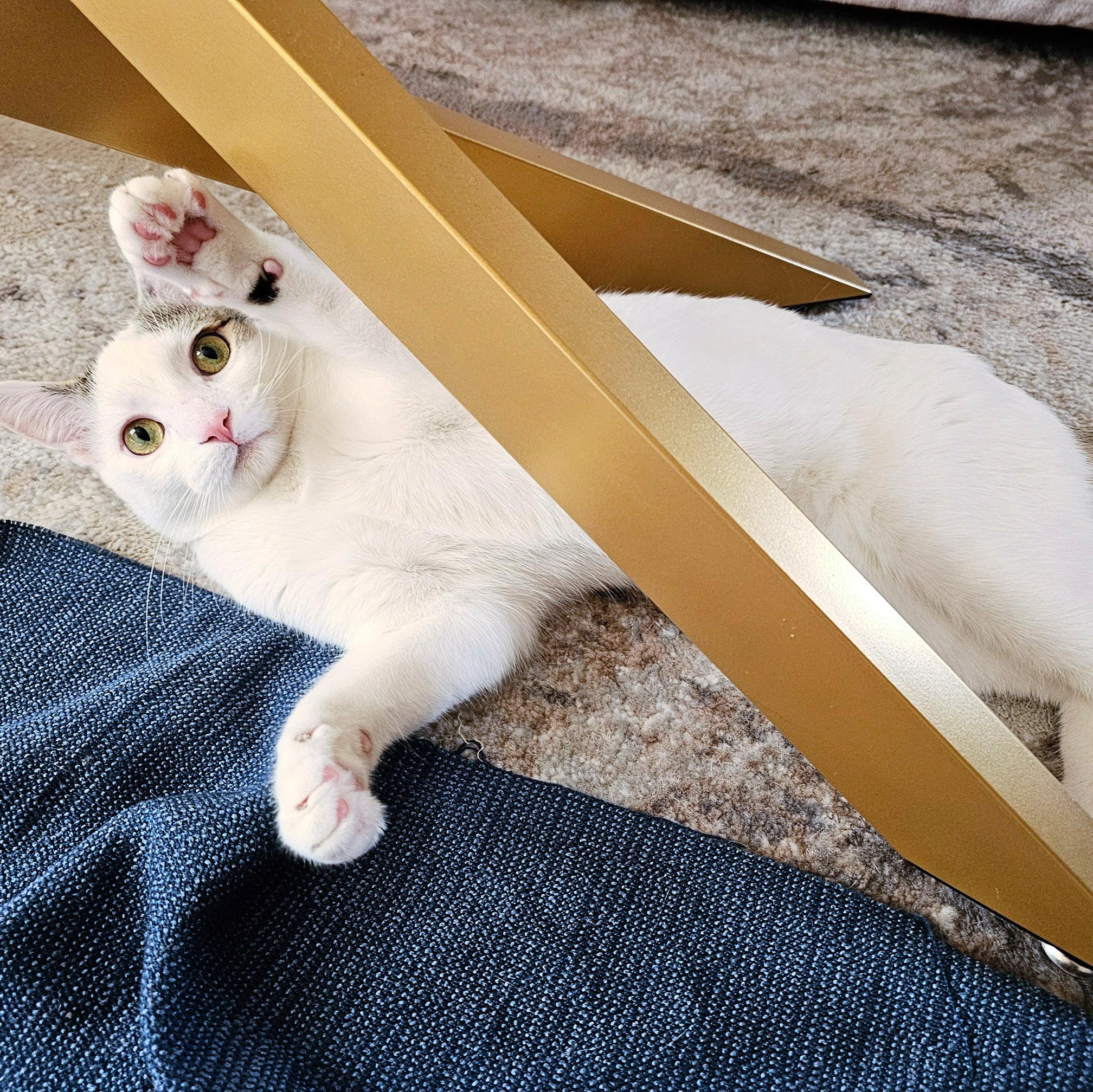 Enlarge Lucky, a ADOPTABLE mixed breed in Chicago, IL image 2/6