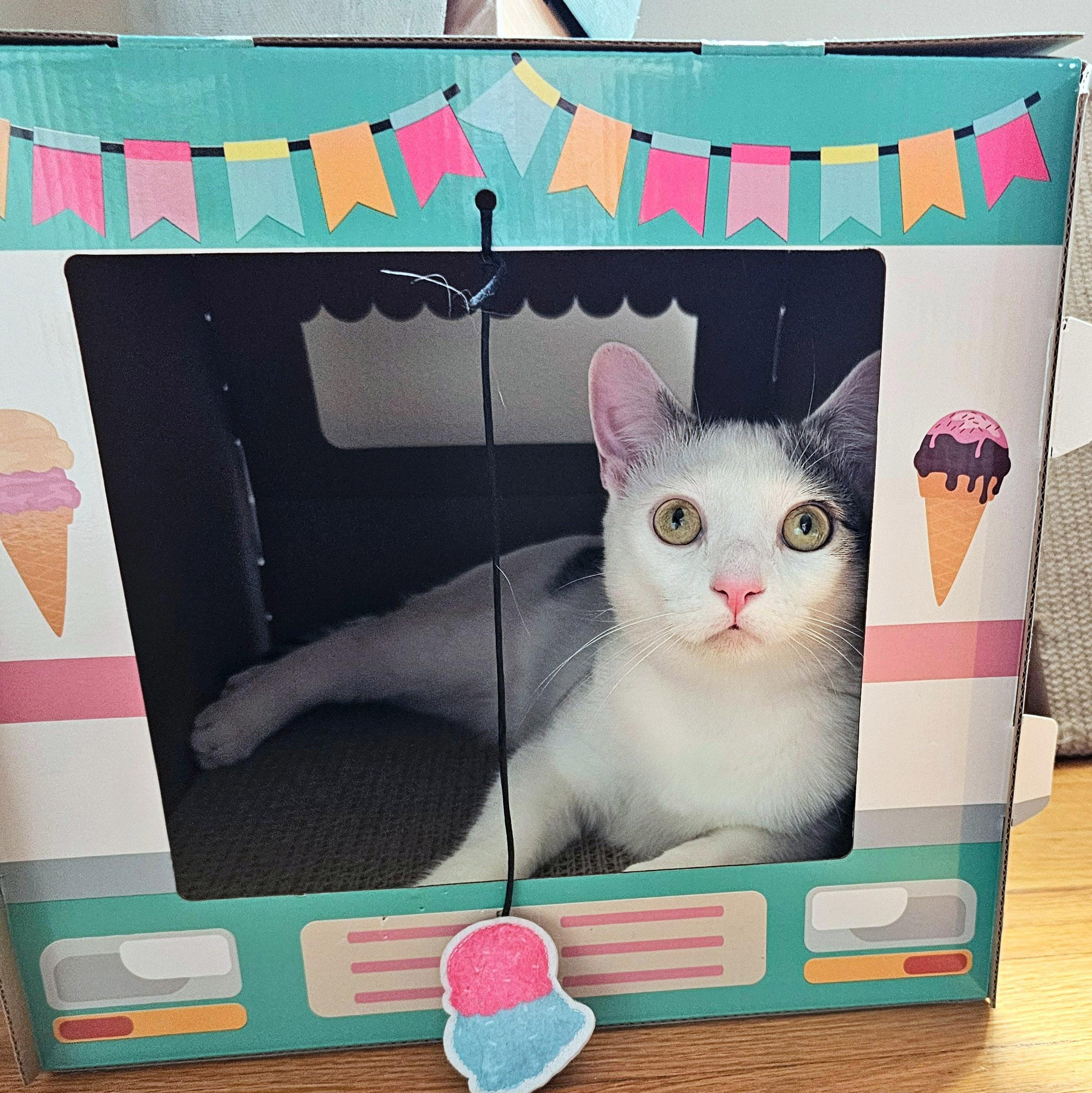 Lucky, ADOPTABLE, Adult Male Domestic Short Hair & Turkish Van.