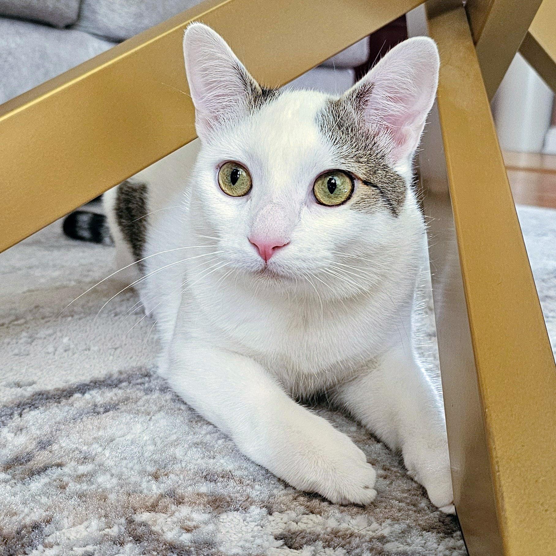 Enlarge Lucky, a ADOPTABLE mixed breed in Chicago, IL image 5/6