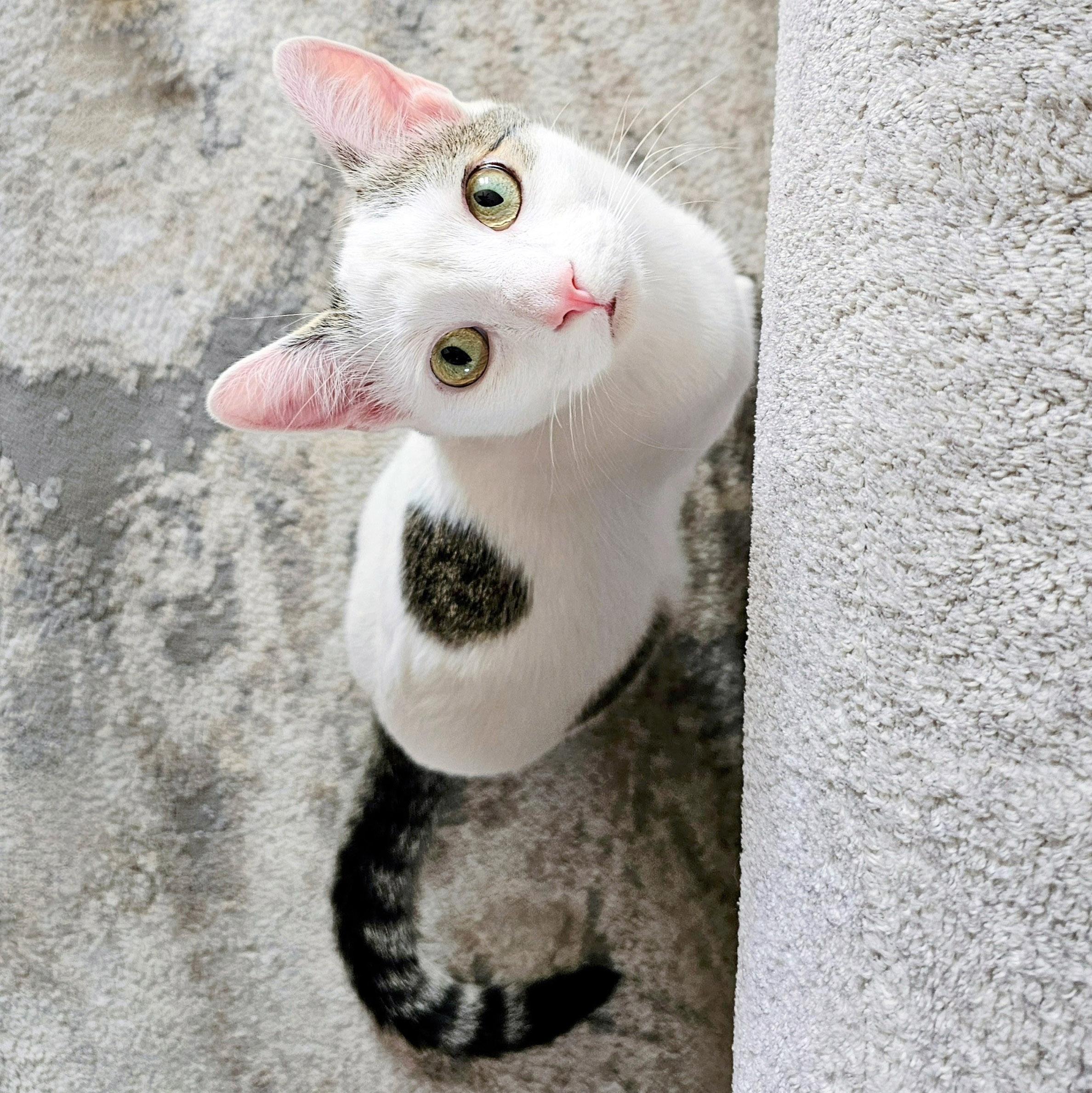 Lucky, ADOPTABLE, Adult Male Domestic Short Hair & Turkish Van.