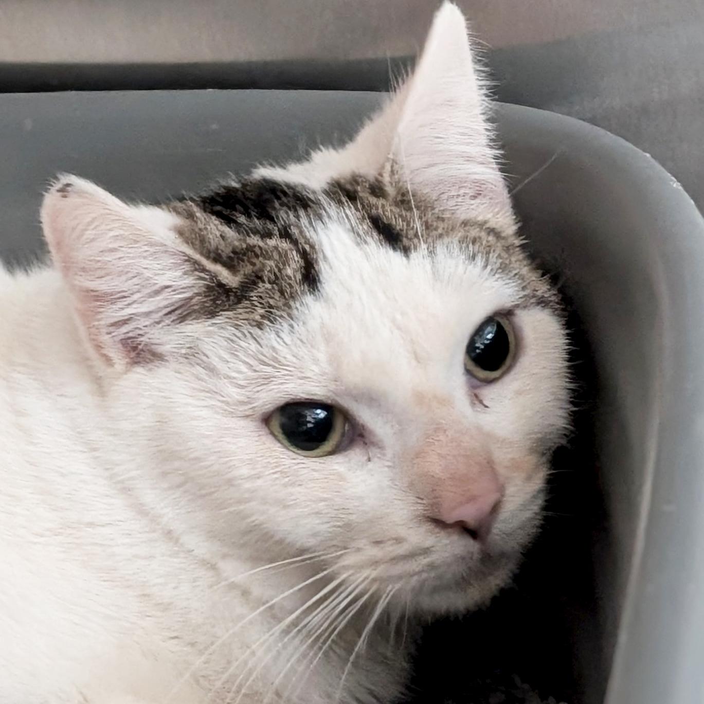 Enlarge Popsicle - Working Cat!, a ADOPTABLE Domestic Short Hair in Jefferson, WI image 1/1