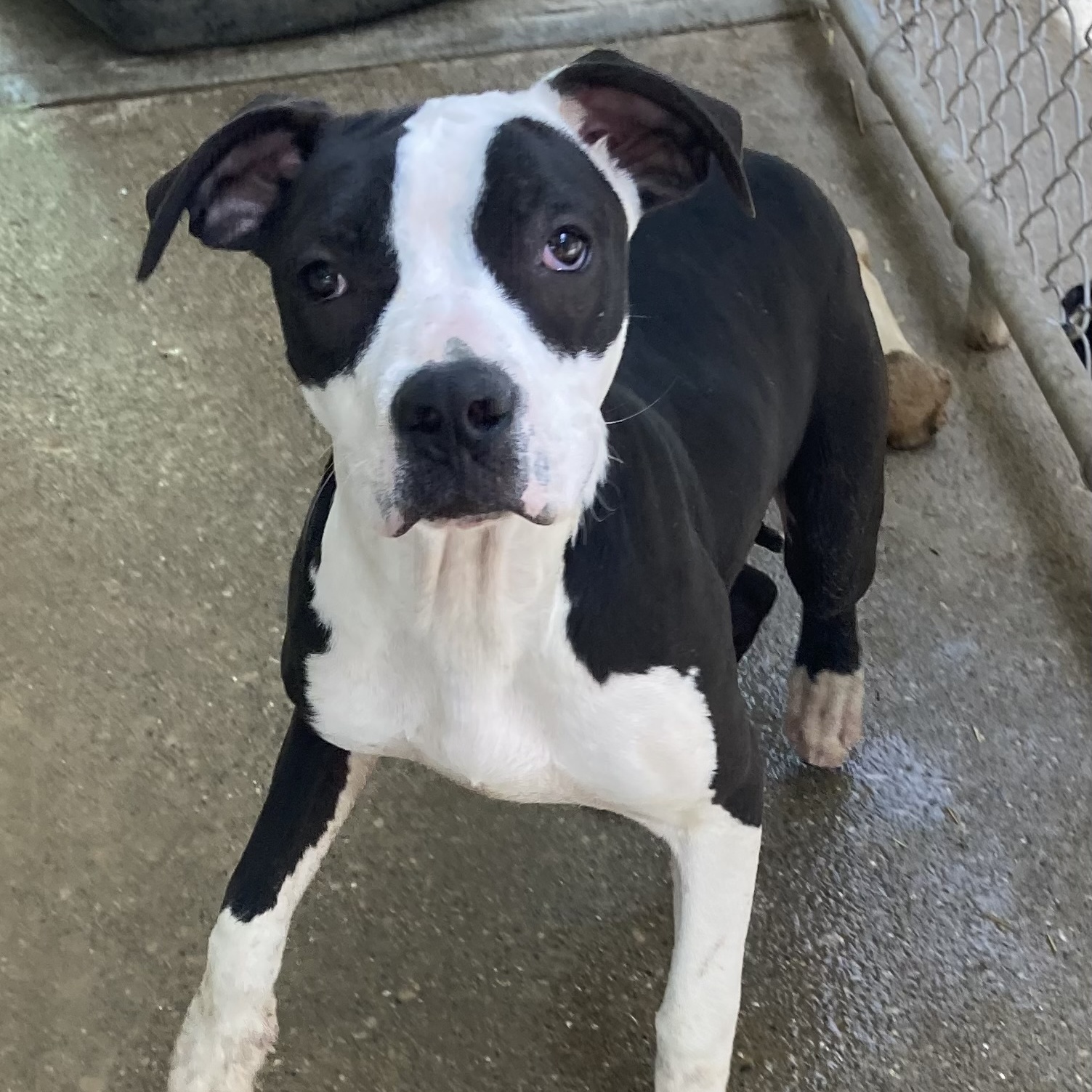 Enlarge Stallone, a Adoptable Pit Bull Terrier in Spencer, IN image 2/6