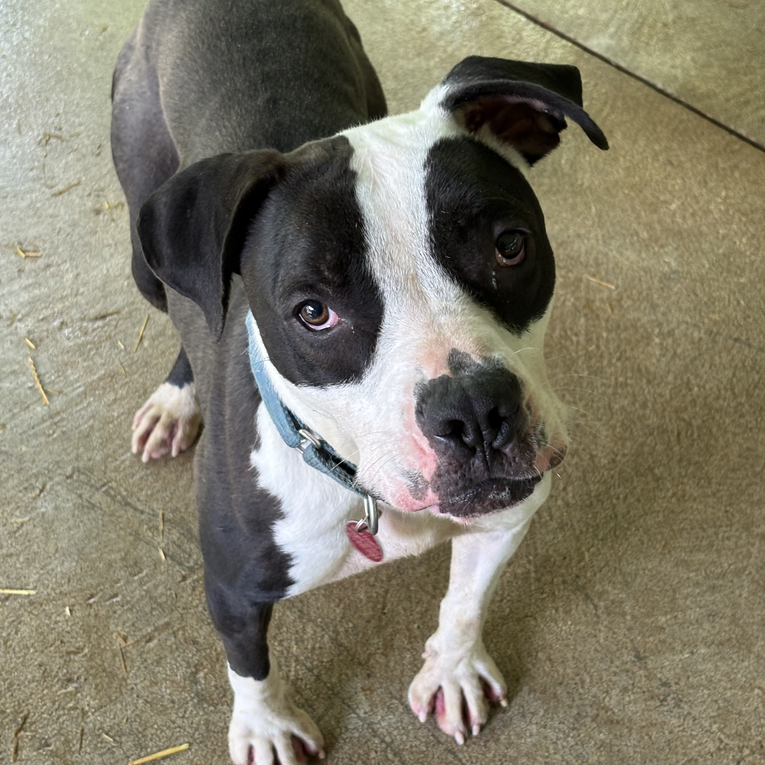 Enlarge Stallone, a Adoptable Pit Bull Terrier in Spencer, IN image 5/6