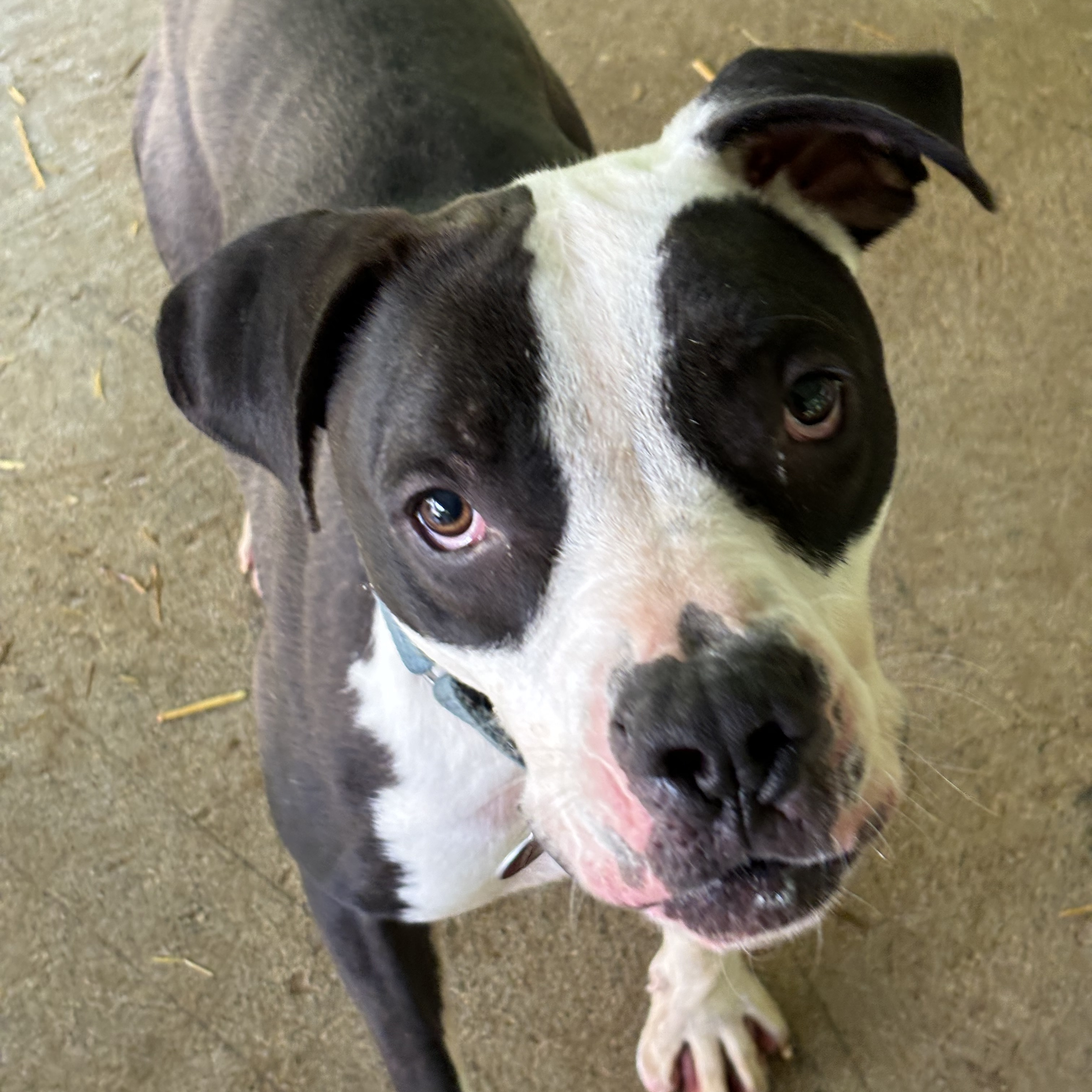 Enlarge Stallone, a Adoptable Pit Bull Terrier in Spencer, IN image 3/6