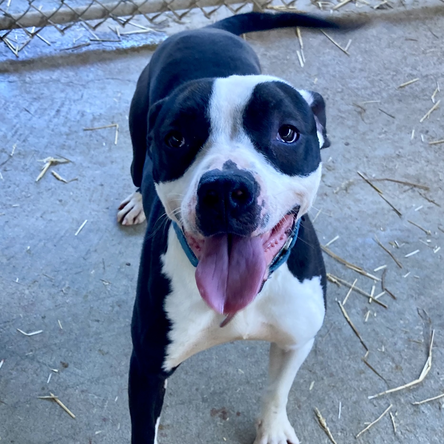 Enlarge Stallone, a Adoptable Pit Bull Terrier in Spencer, IN image 4/6