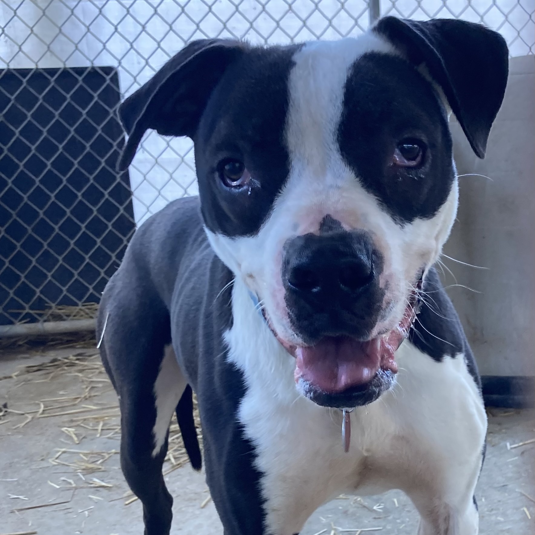 Enlarge Stallone, a Adoptable Pit Bull Terrier in Spencer, IN image 6/6