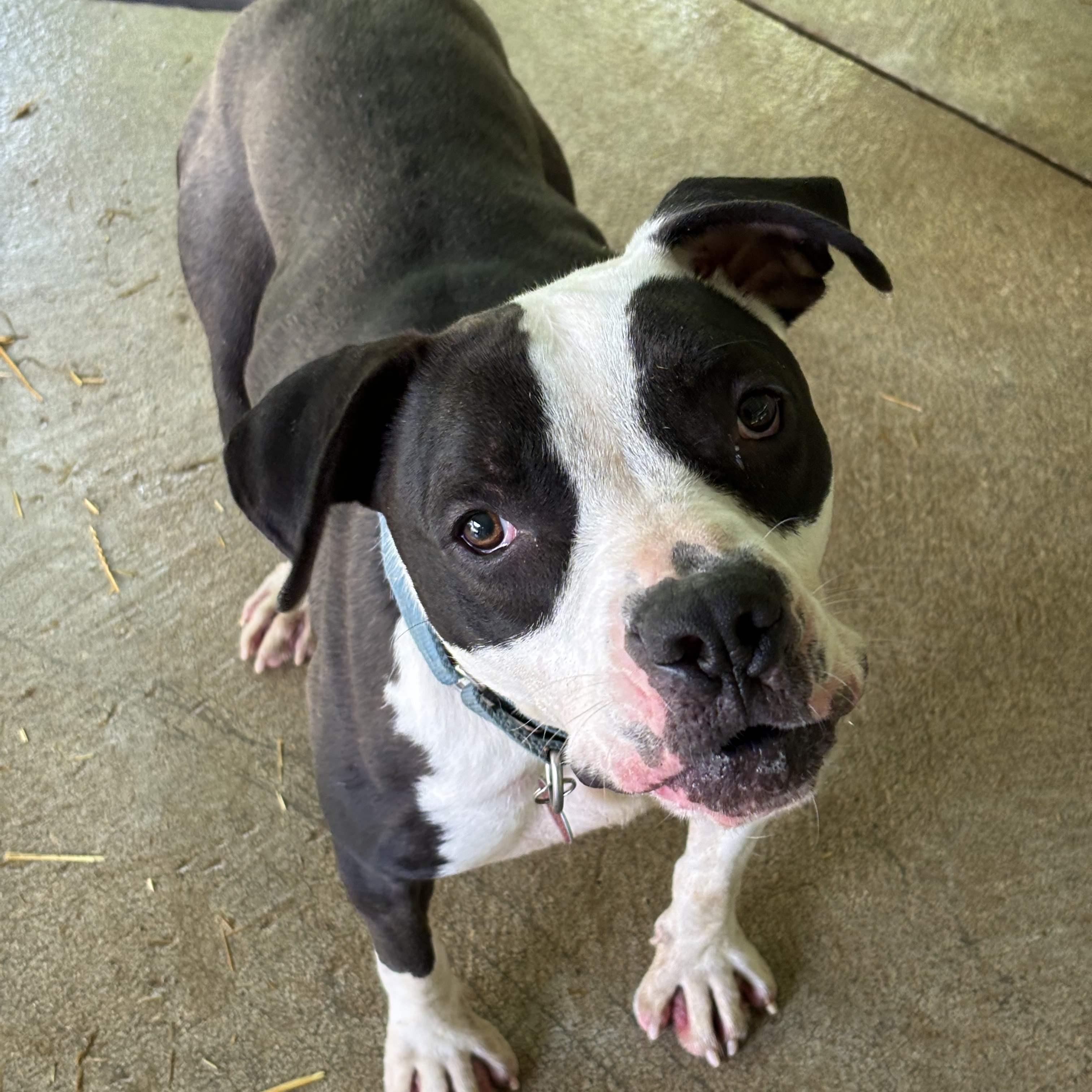 Enlarge Stallone, a Adoptable Pit Bull Terrier in Spencer, IN image 1/6