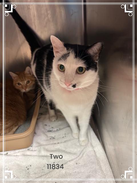 TWO Domestic Short Hair Cat