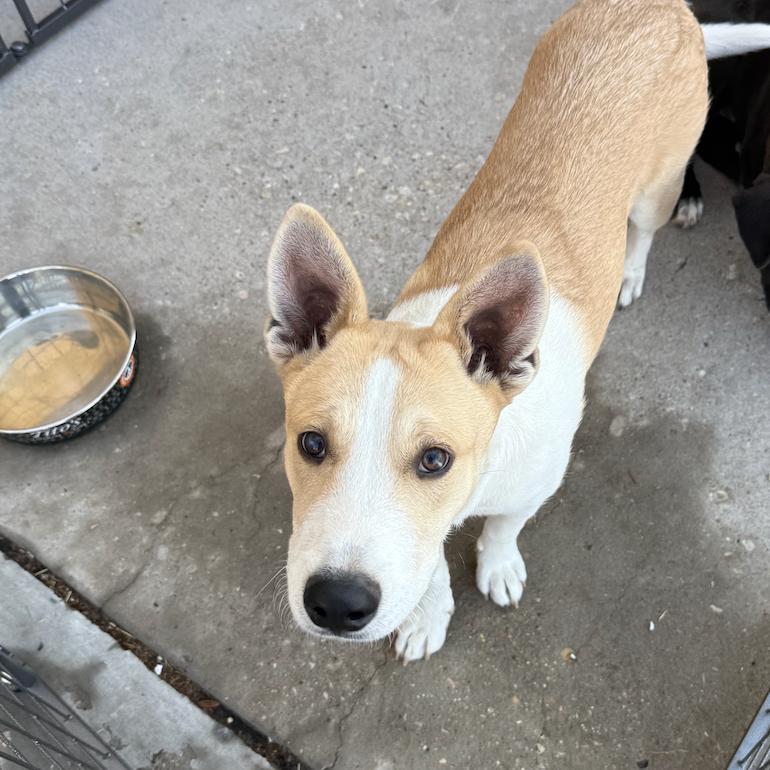 Enlarge Captain, a Adoptable mixed breed in Midland, TX image 1/6