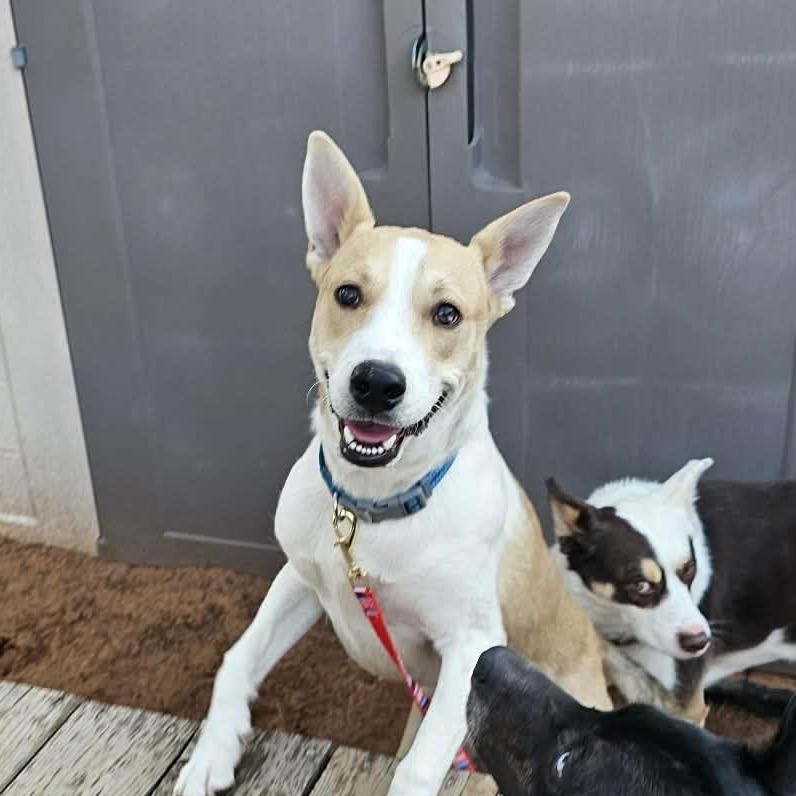 Enlarge Captain, a Adoptable mixed breed in Midland, TX image 4/6