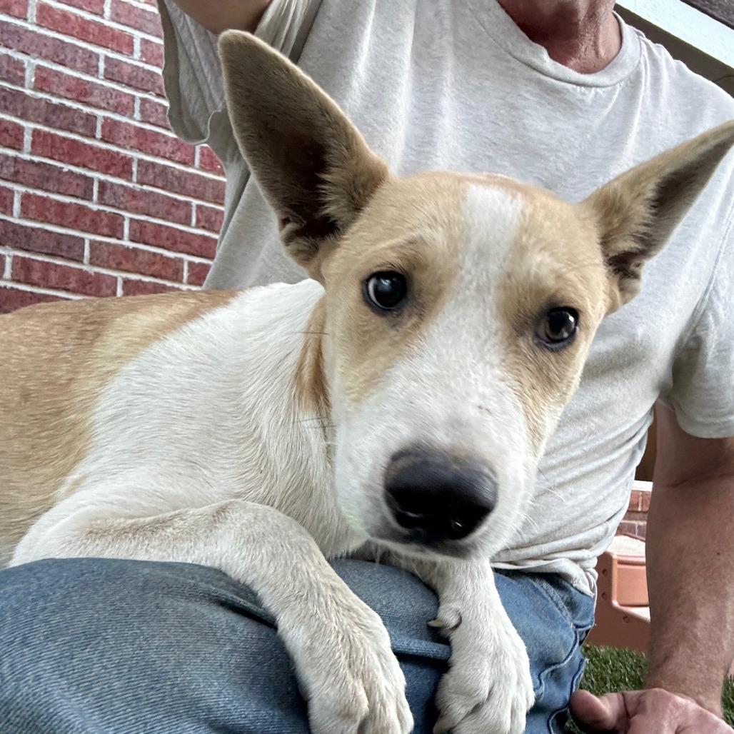 Enlarge Captain, a Adoptable mixed breed in Midland, TX image 5/6