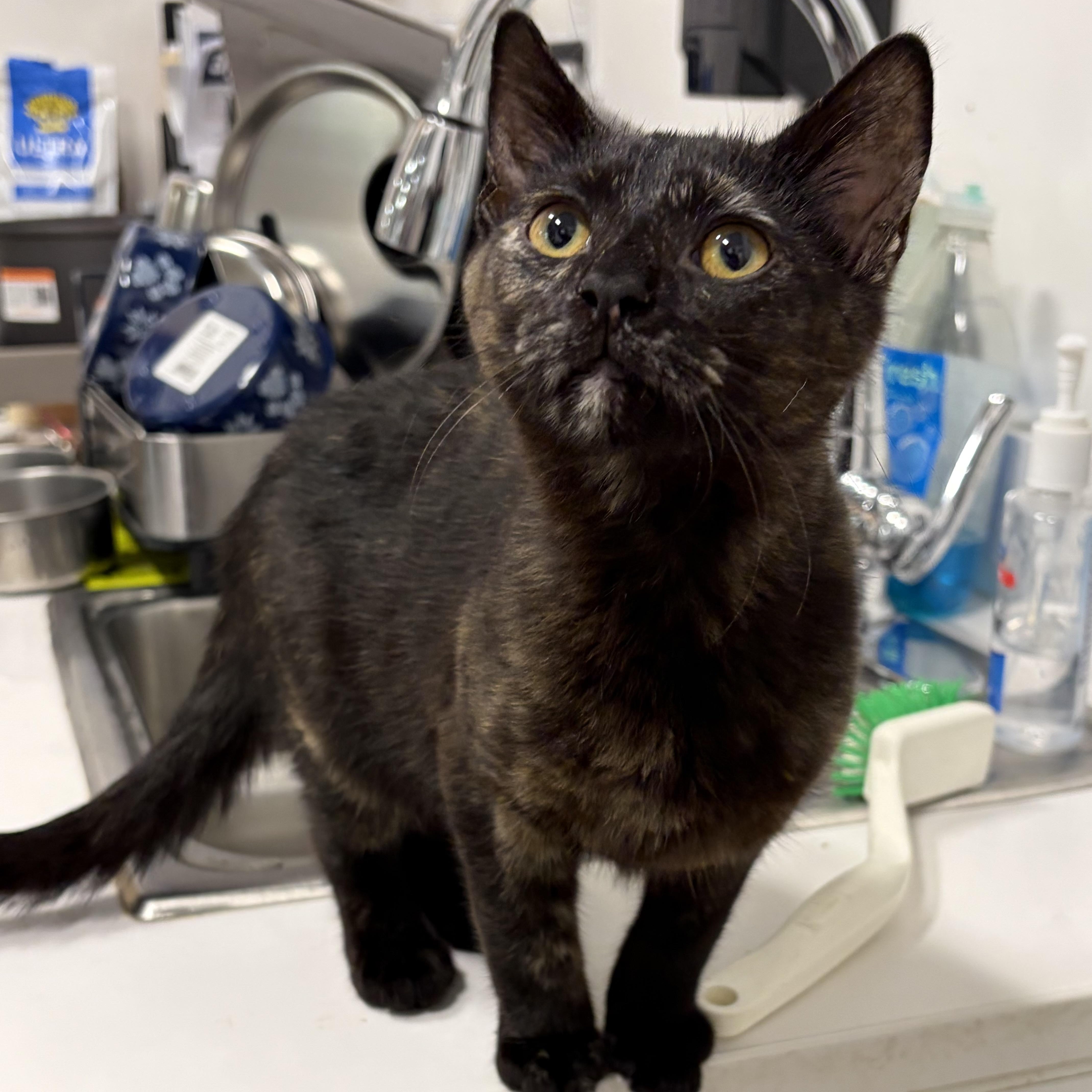 Enlarge Rosa, an adopted Domestic Short Hair in Columbus , OH image 4/5