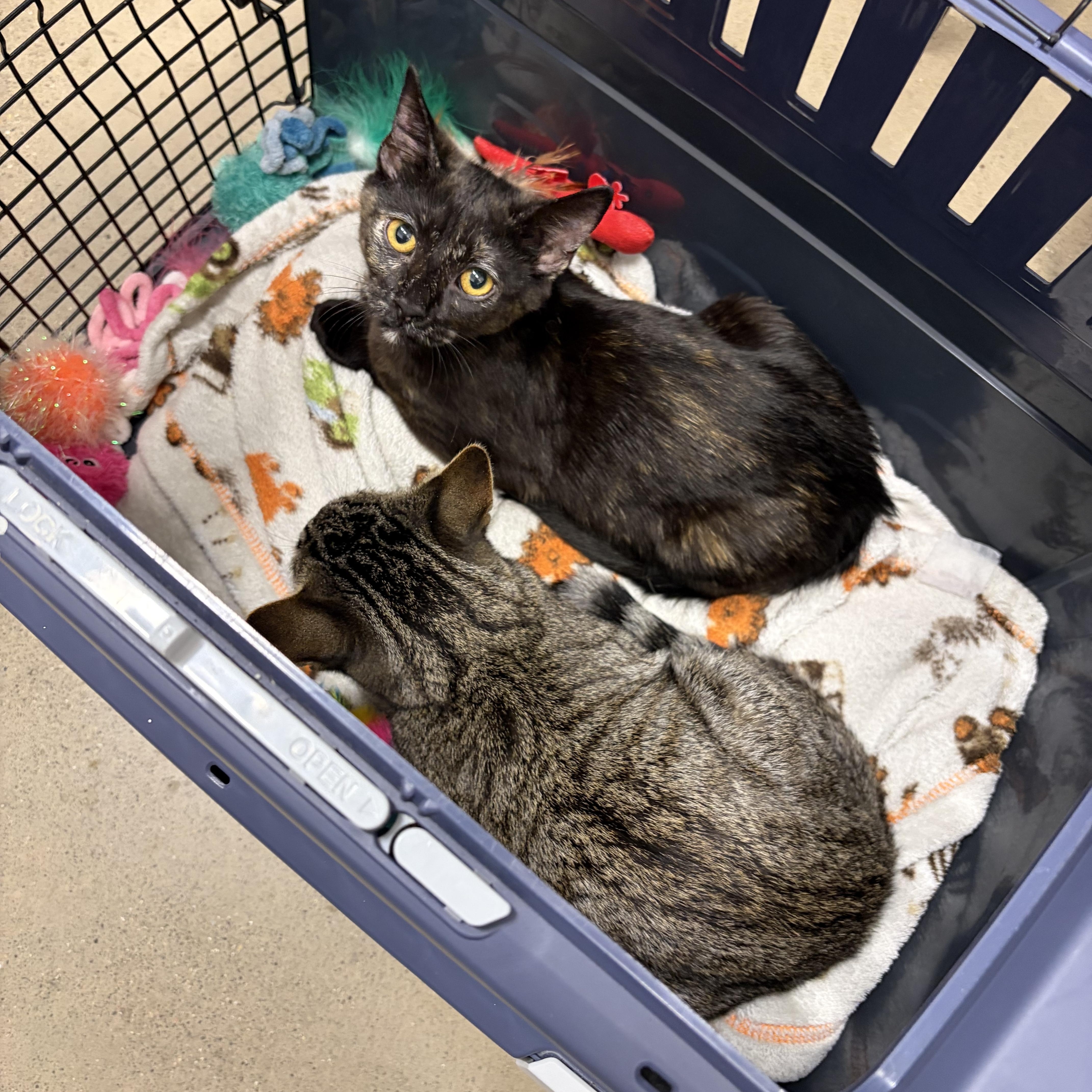 Enlarge Rosa, an adopted Domestic Short Hair in Columbus , OH image 2/5