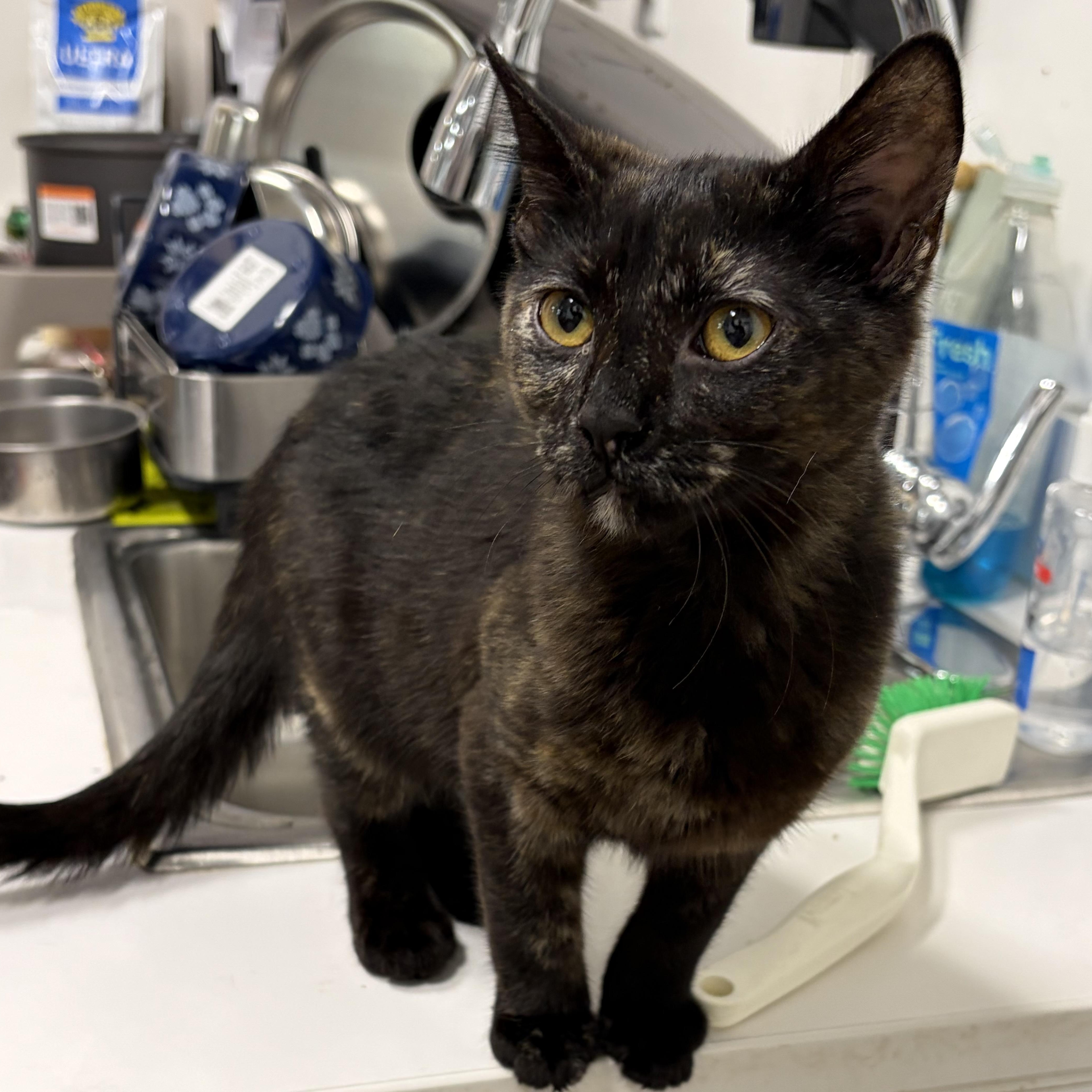 Rosa, adopted, Kitten Female Domestic Short Hair.