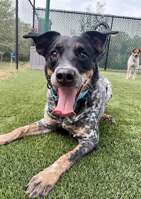 Enlarge SISSY, a Adoptable Australian Cattle Dog / Blue Heeler in Statesville, NC image 1/1