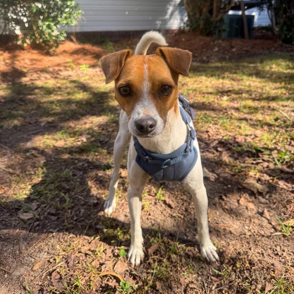 Buzz Lightyear thumbnail 5