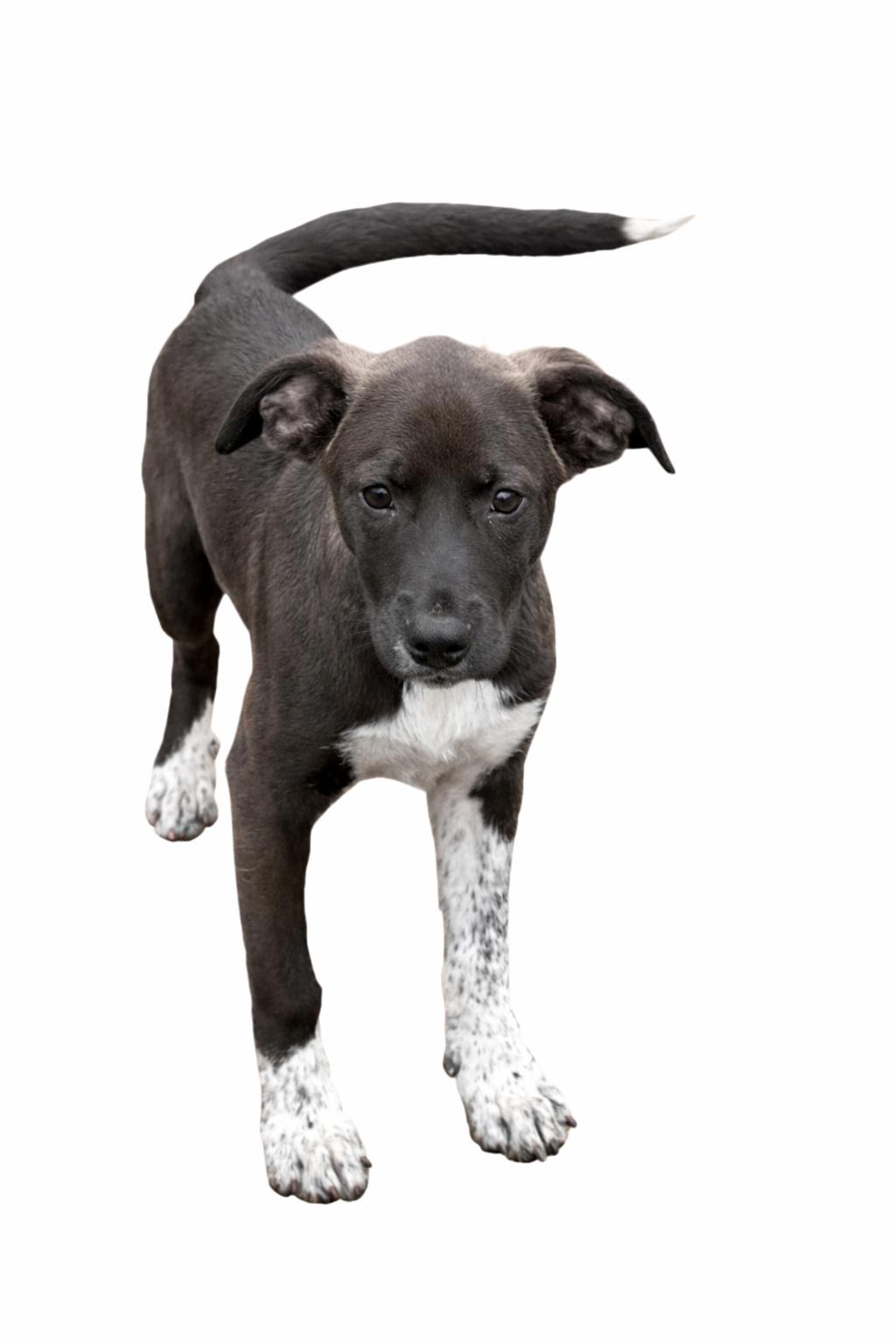 Marigold, ADOPTABLE, Puppy Female Mountain Cur & Mountain Cur.