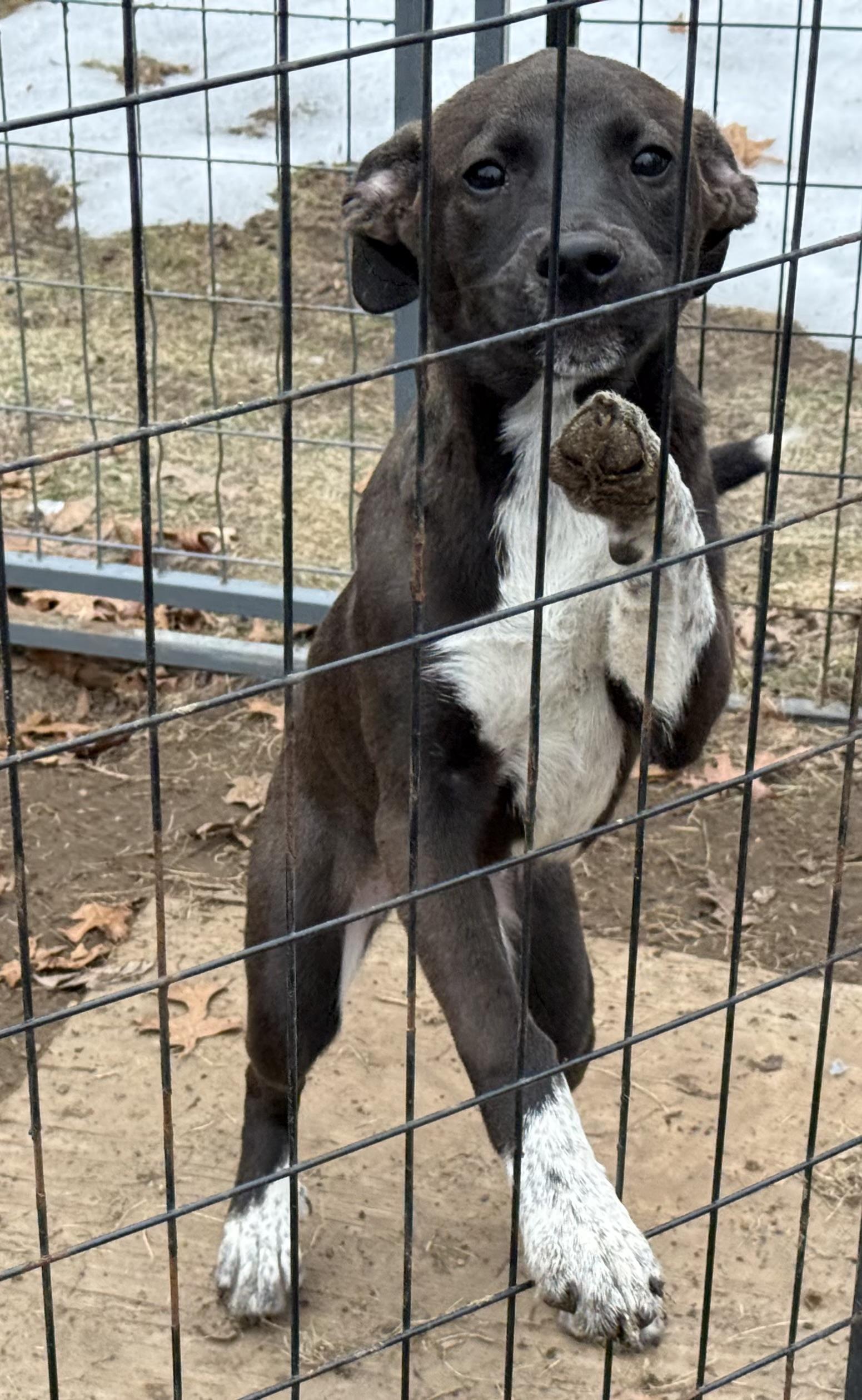 Enlarge Marigold, a ADOPTABLE mixed breed in Carver, MA image 2/2
