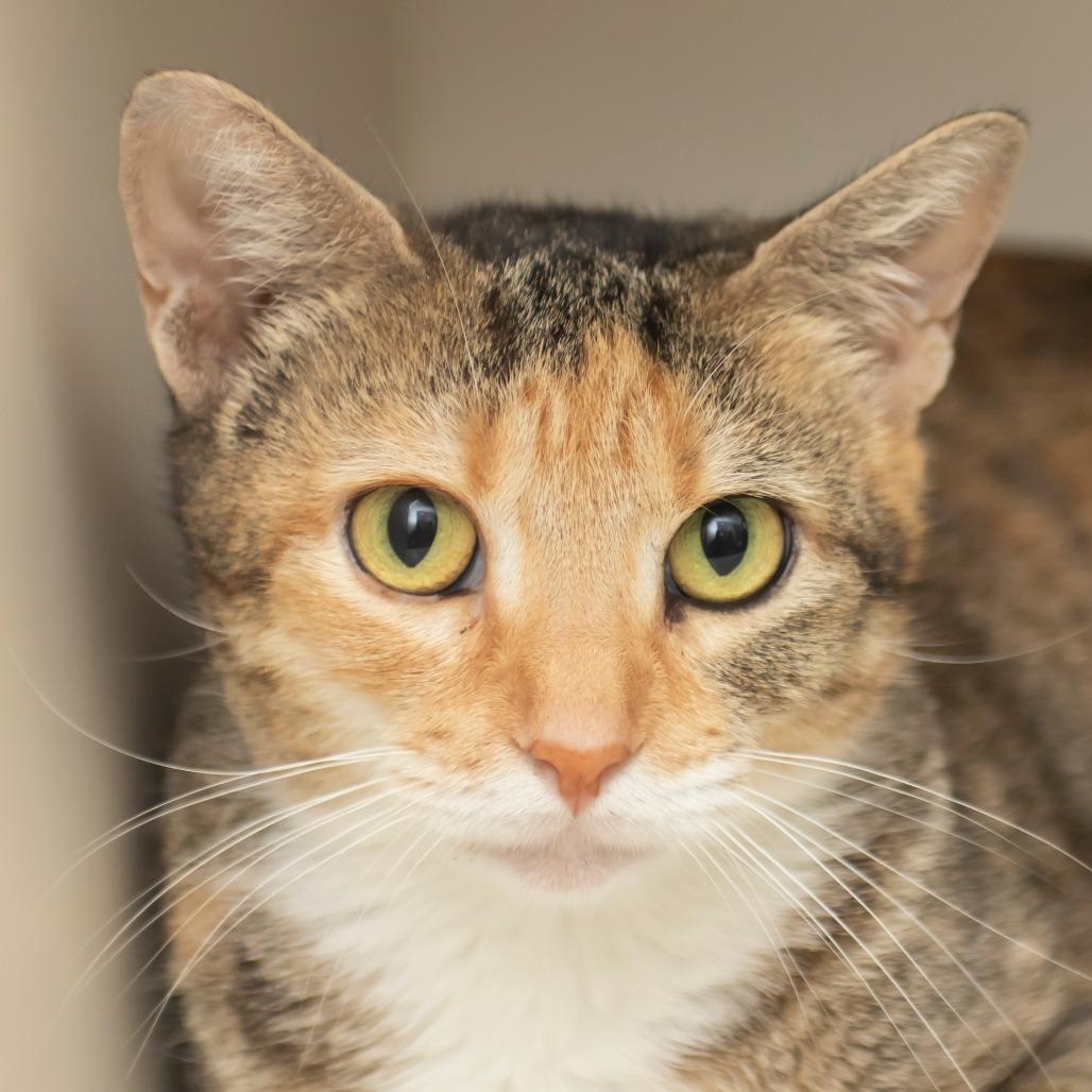 Honey, Adoptable, Young Female Domestic Short Hair.