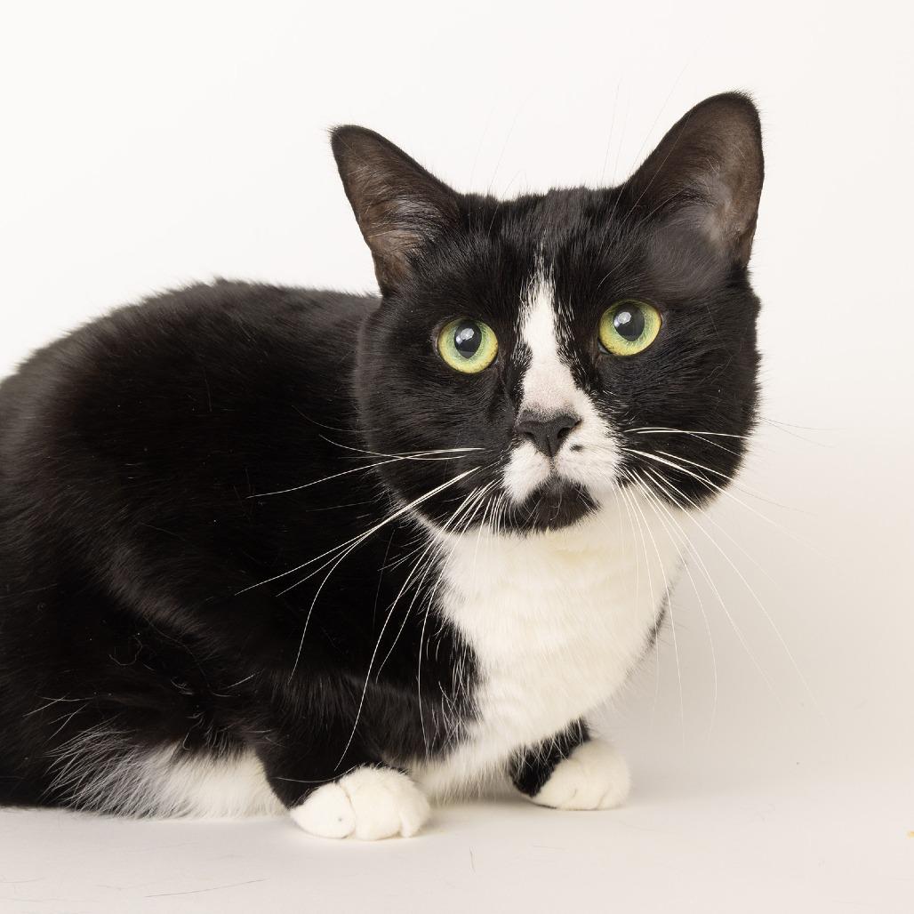 Enlarge Stella, a Adoptable Domestic Short Hair in Franklin, TN image 1/1