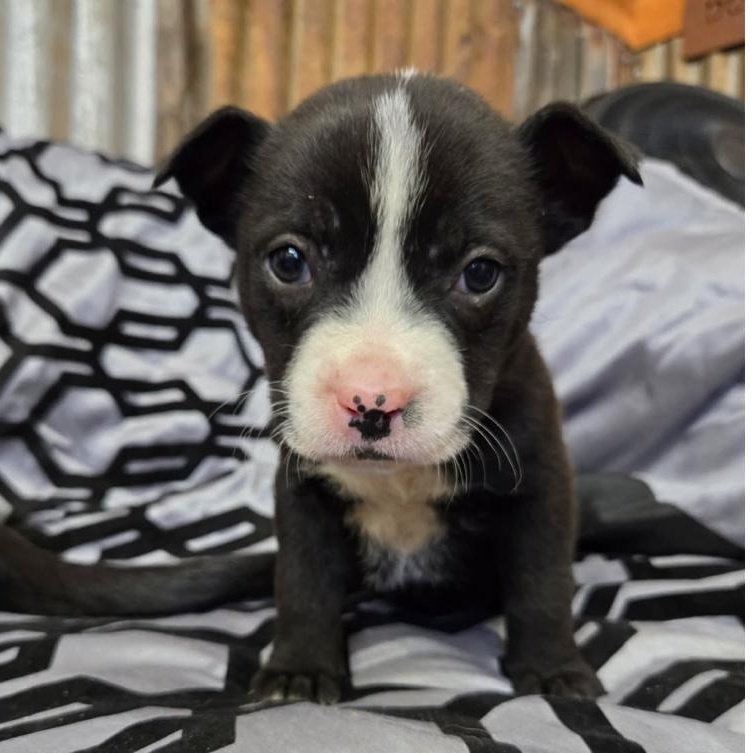 Enlarge Elizabeth, a Adoptable mixed breed in Brewton, AL image 1/1