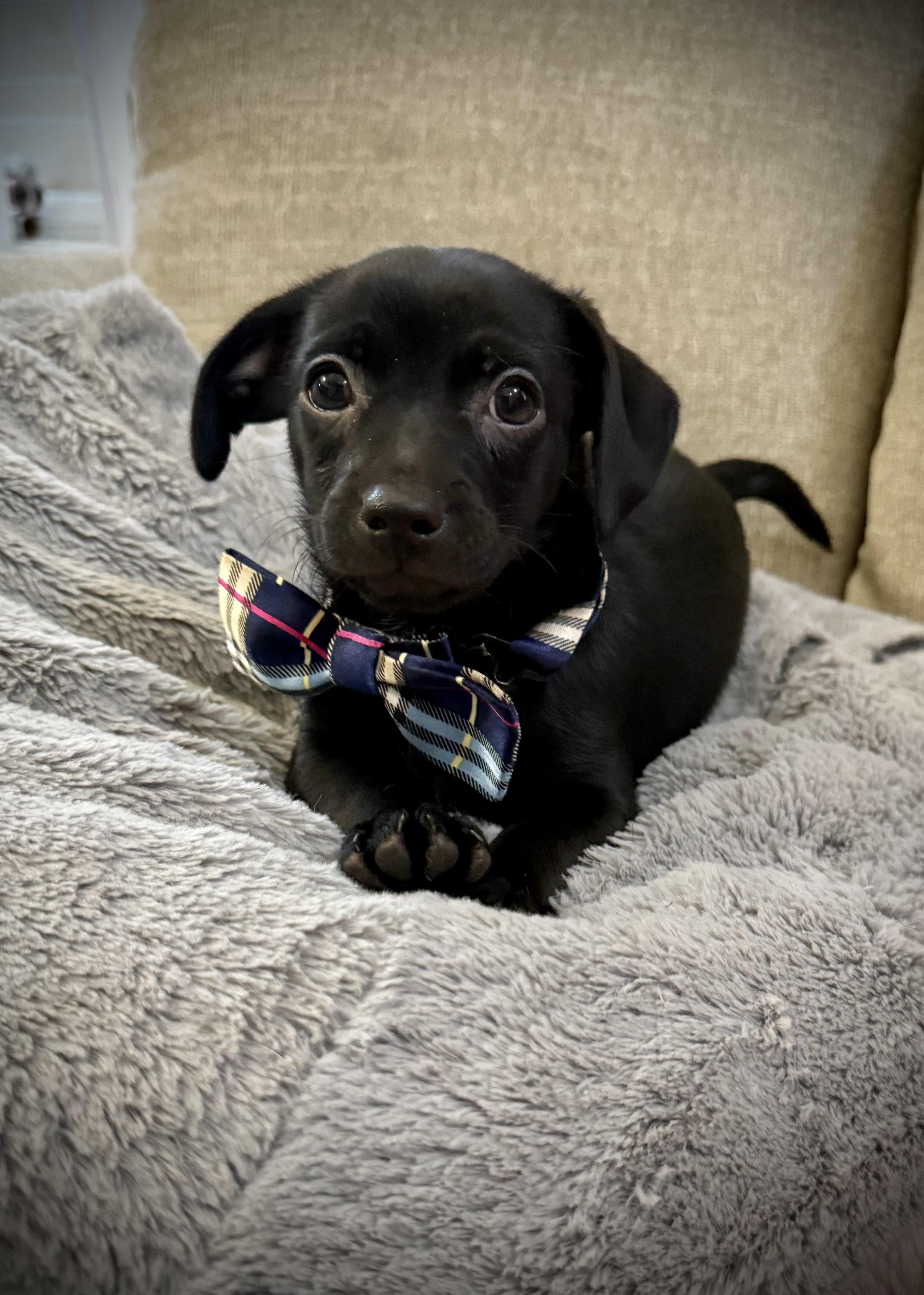 Chunk, Baby Male Terrier