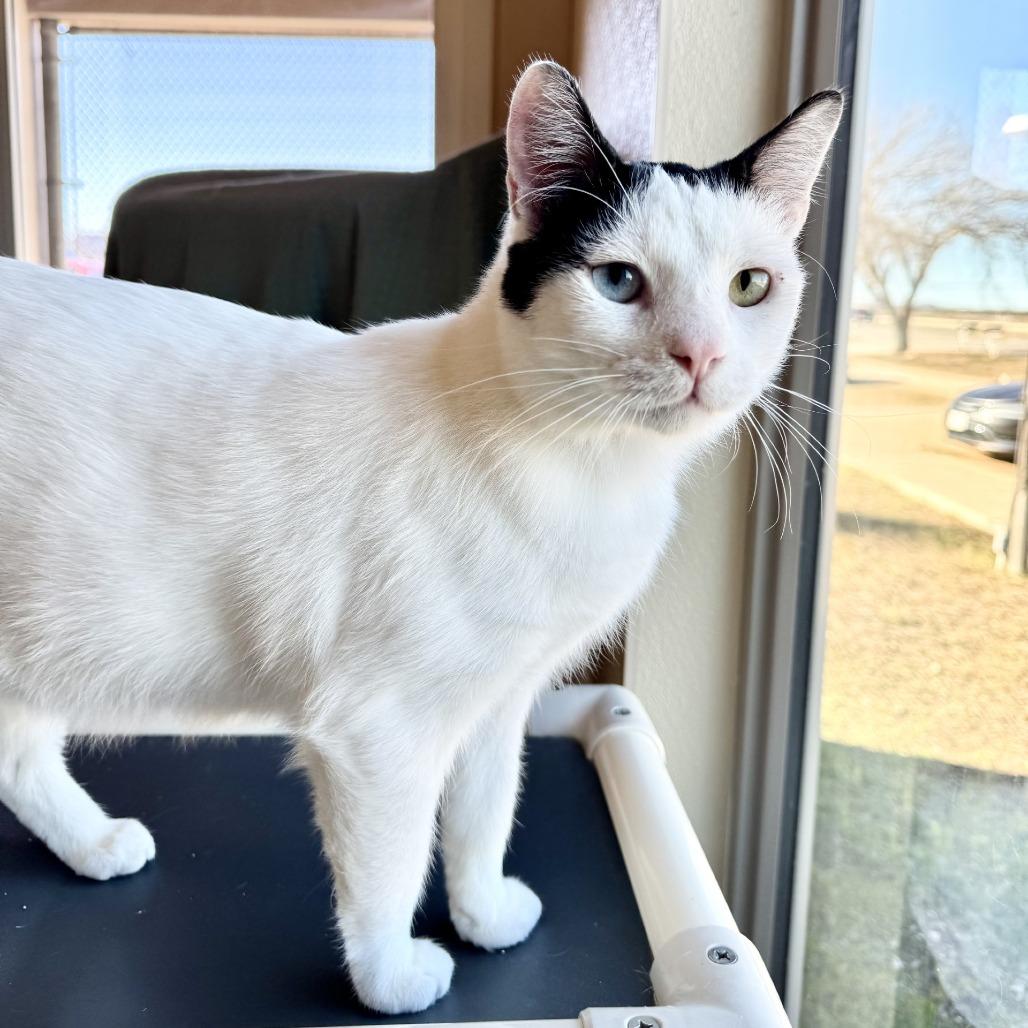 Enlarge Justin, a Adoptable Domestic Short Hair in Fredericksburg, TX image 1/6