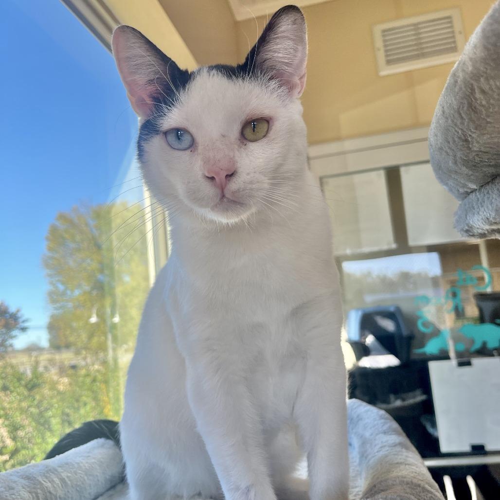 Justin, Adoptable, Young Male Domestic Short Hair.