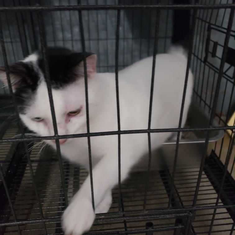 Justin, a Adoptable Domestic Short Hair in Fredericksburg, TX image 2/5