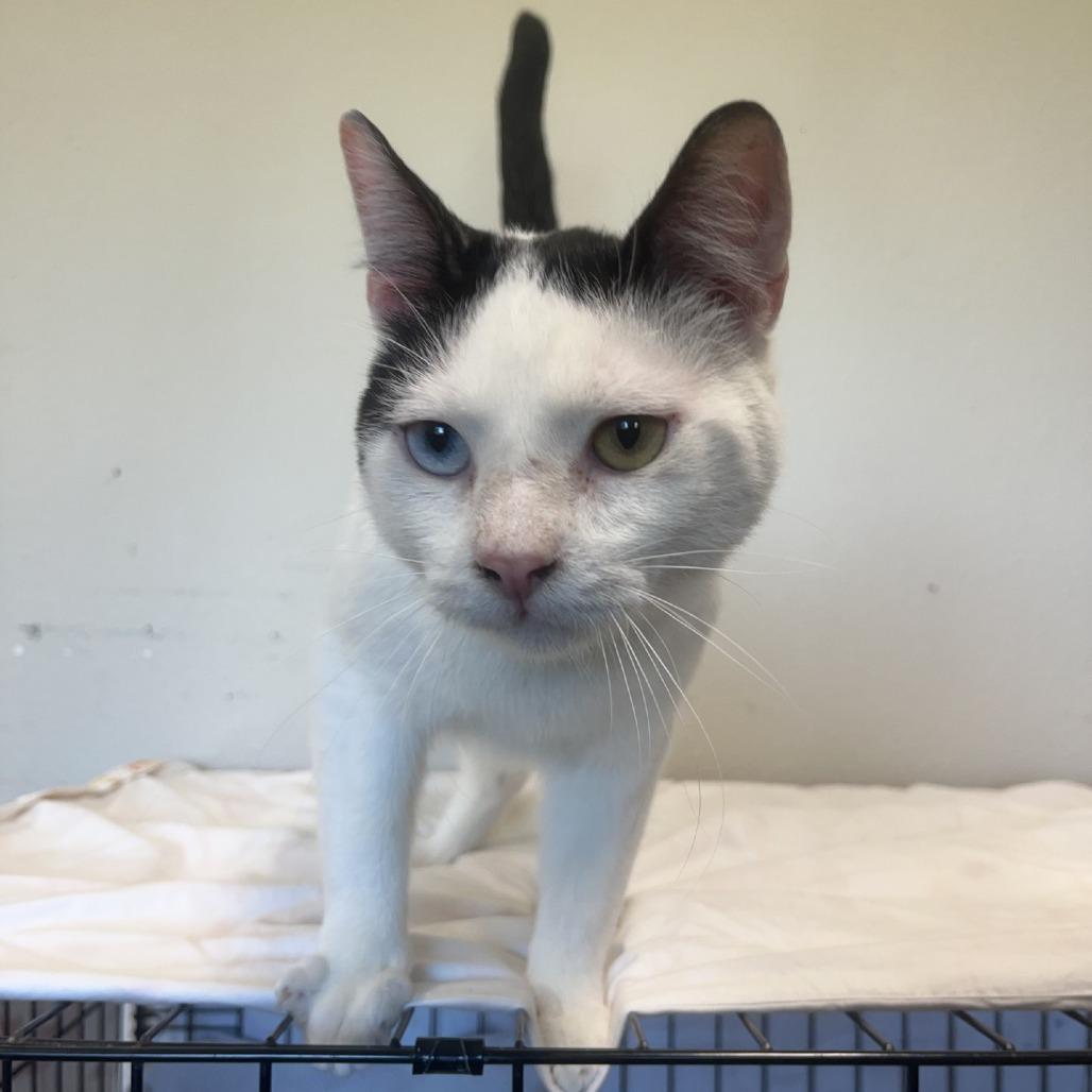 Justin, a Adoptable Domestic Short Hair in Fredericksburg, TX image 4/5