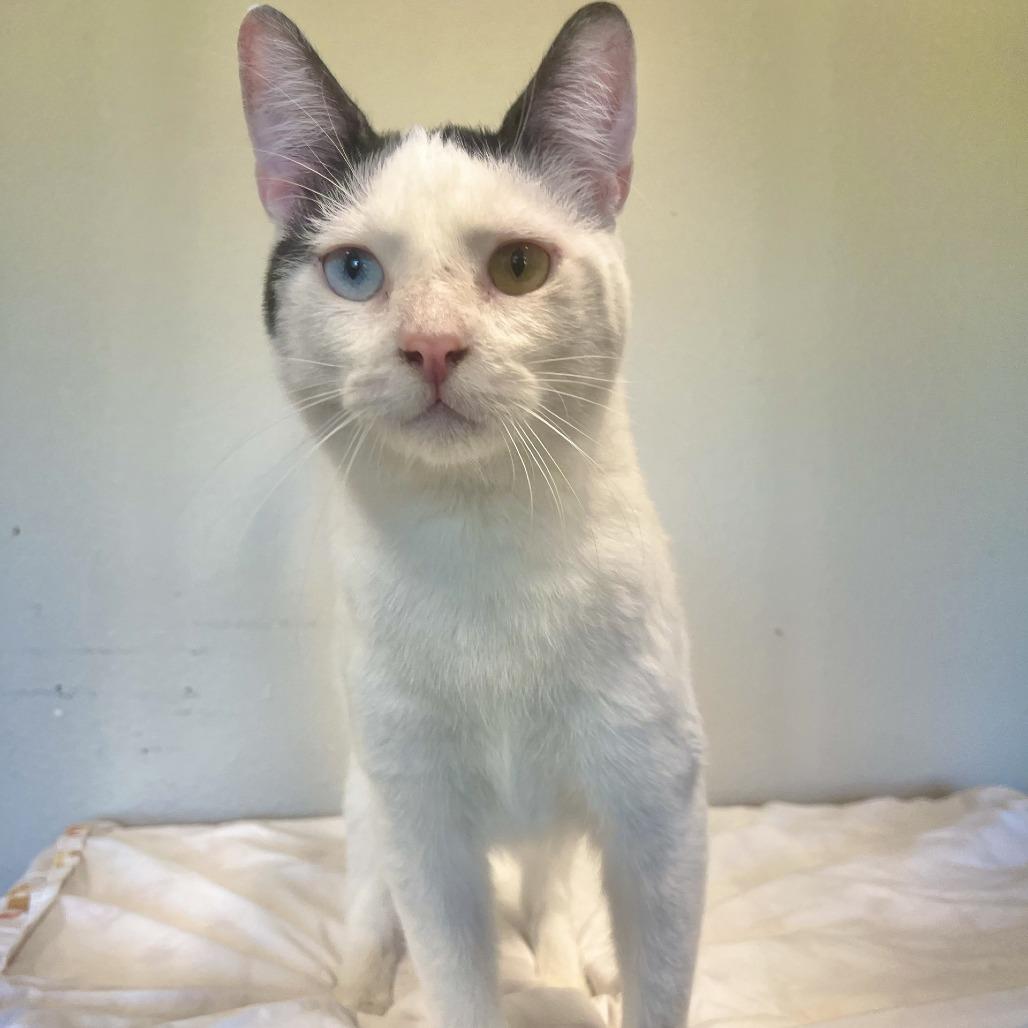 Justin, a Adoptable Domestic Short Hair in Fredericksburg, TX image 5/5