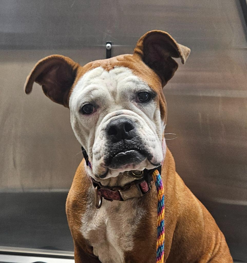 Enlarge Sally, a Adoptable mixed breed in Vineland, NJ image 1/4