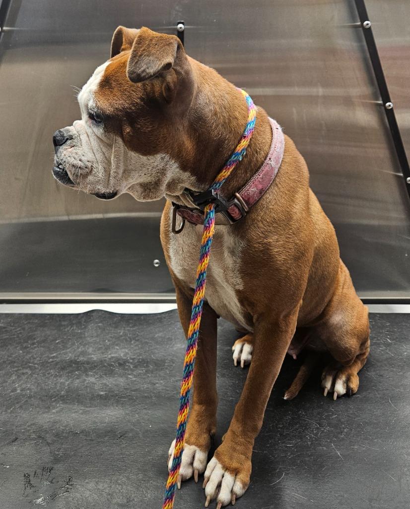 Enlarge Sally, a Adoptable mixed breed in Vineland, NJ image 2/4