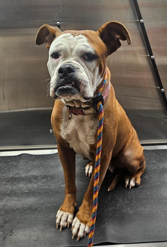 Enlarge Sally, a Adoptable mixed breed in Vineland, NJ image 3/4