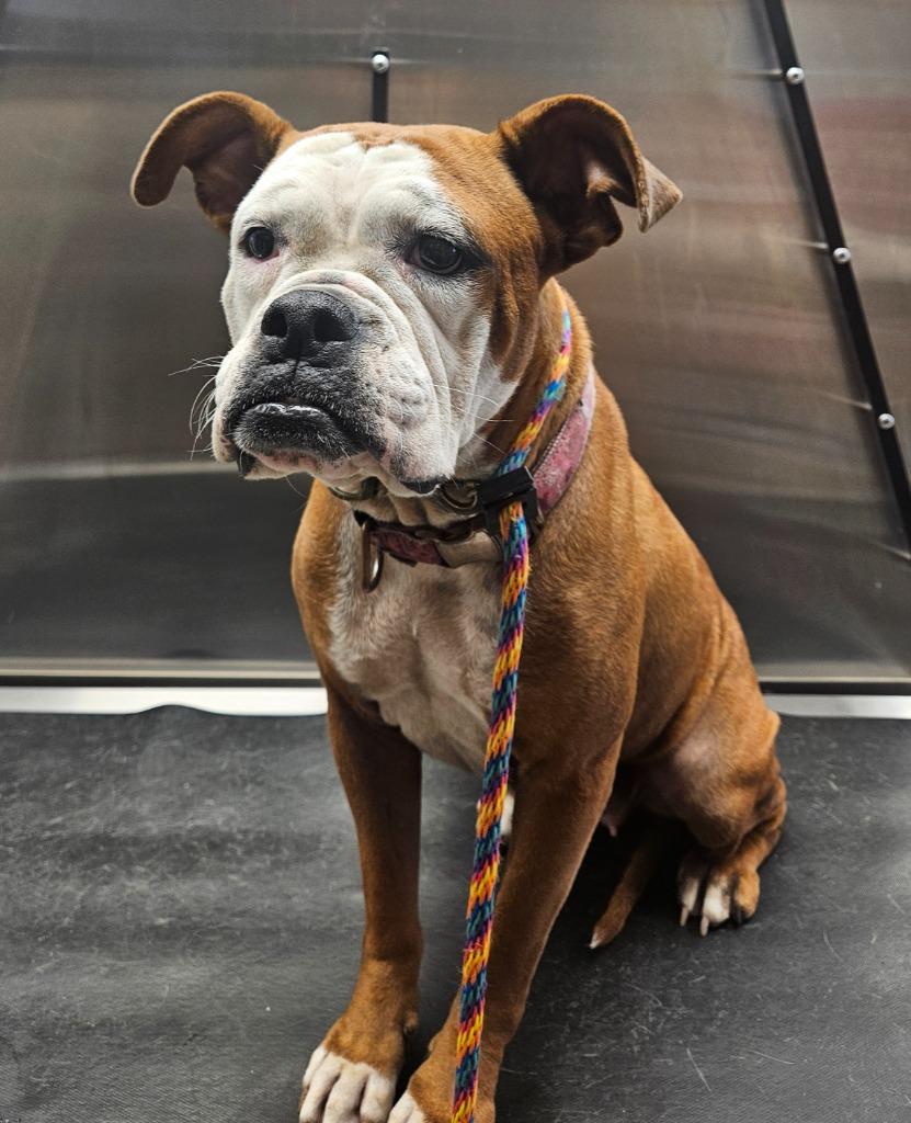 Enlarge Sally, a Adoptable mixed breed in Vineland, NJ image 4/4