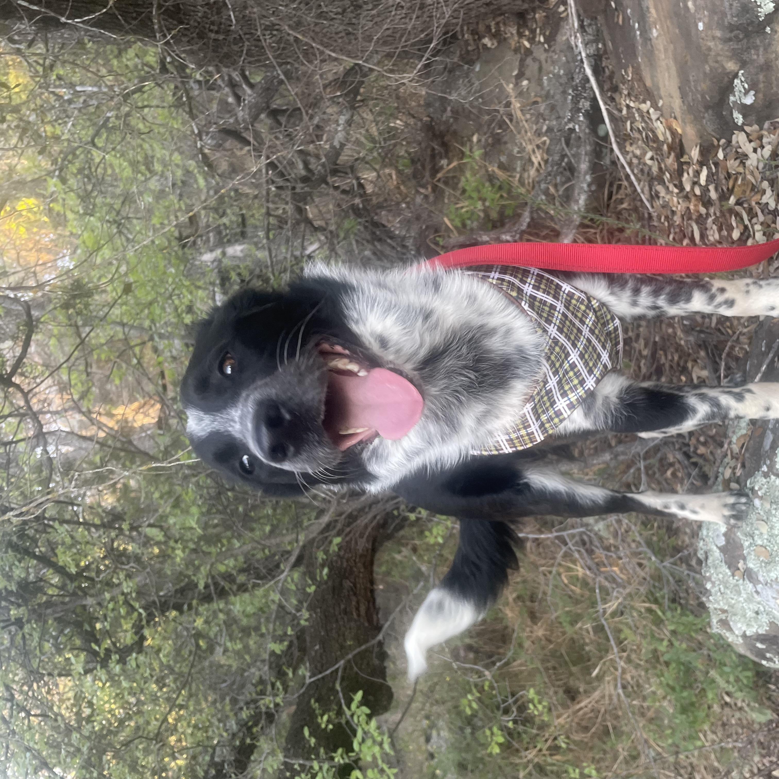 Hank, a ADOPTABLE mixed breed in Weatherford, TX image 3/4